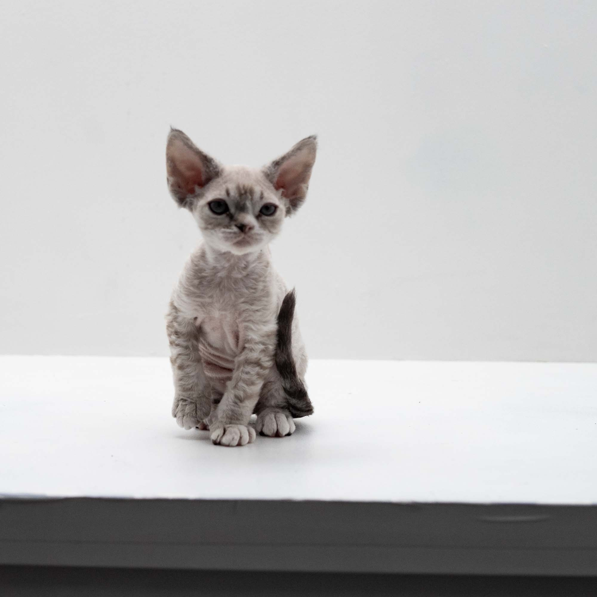 Fuzzy, boy, born on 01.01.25. Devon Rex Pixie Cattery