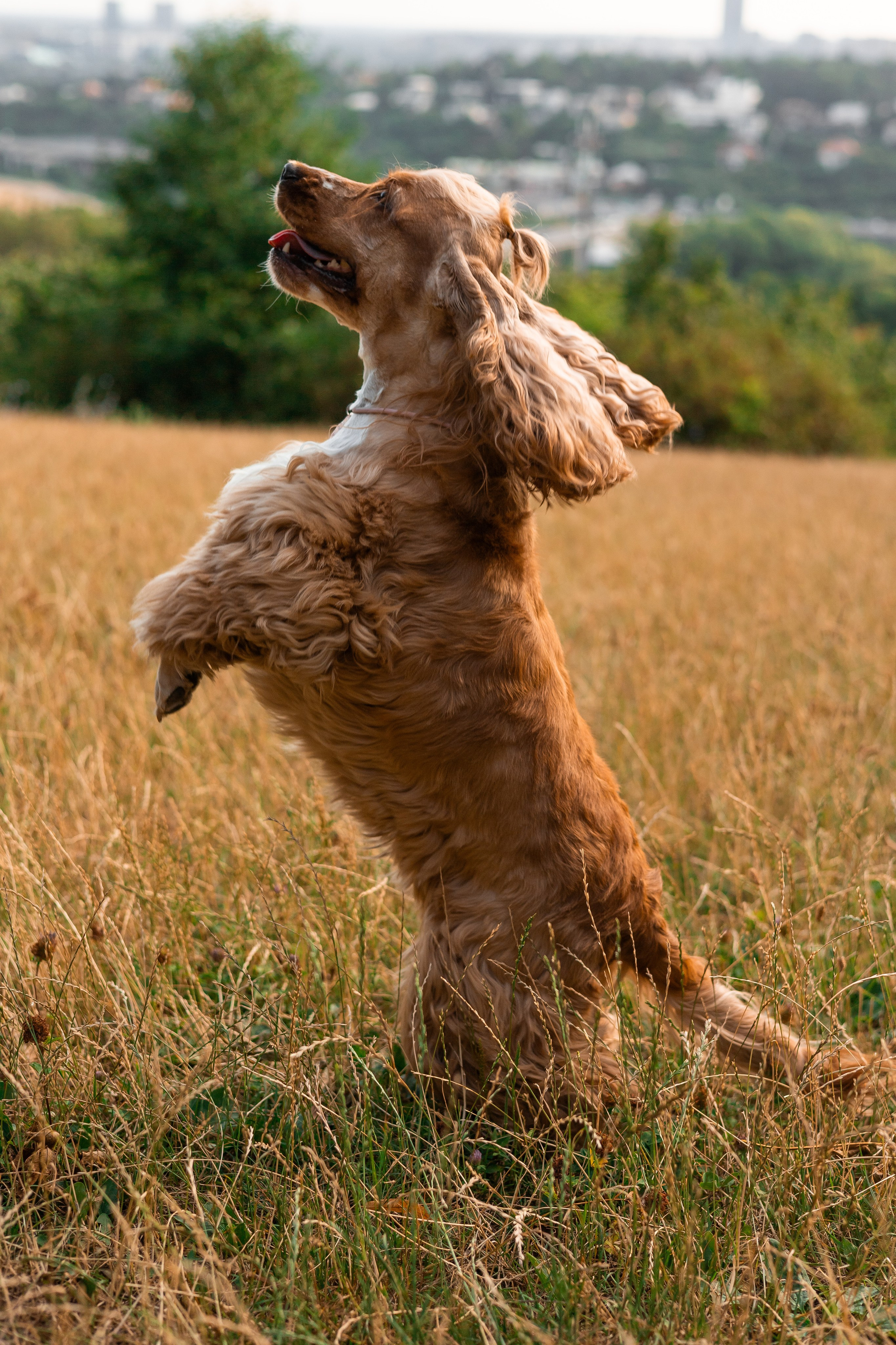 Алина и Юки. Фотограф-анималист | Белград