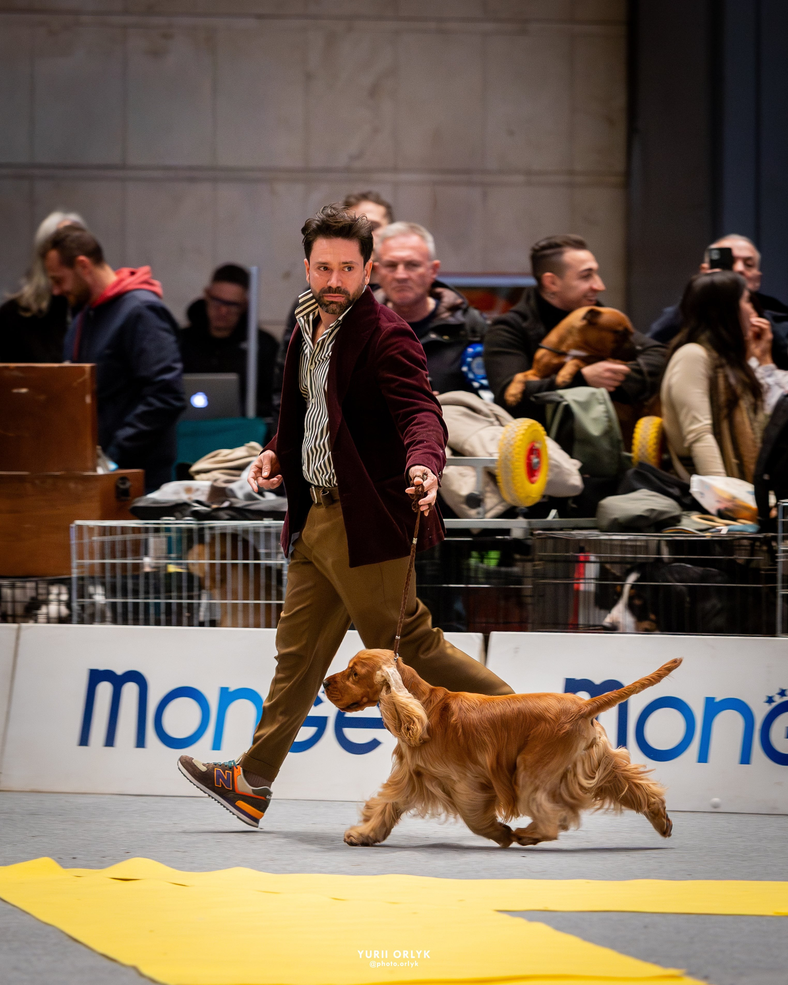 Dog Shows. Yurii Orlyk Photography