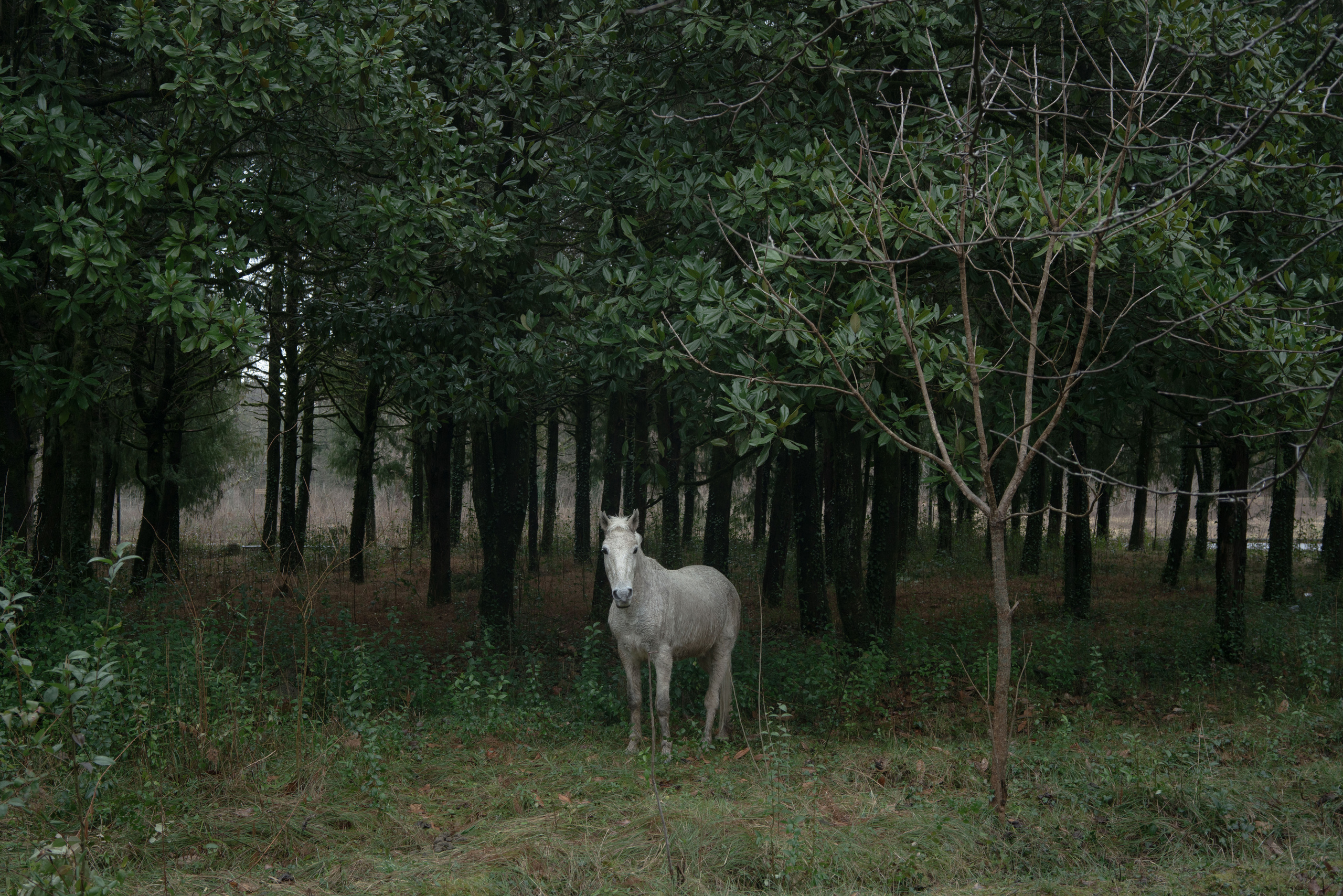 A horse grazing in the central park of Tskaltubo. The city of Tskaltubo is one of the main health resorts of the USSR. In the center of the city there is a huge park, around which 19 massive sanatoriums and 9 bathroom complexes were built for recreation and treatment of labor strikers and the government of the USSR. Tskaltubo was not only a popular, but also a very elite resort. Joseph Stalin came here to treat his legs. A special railway «Moscow-Tskaltubo» was built for him.