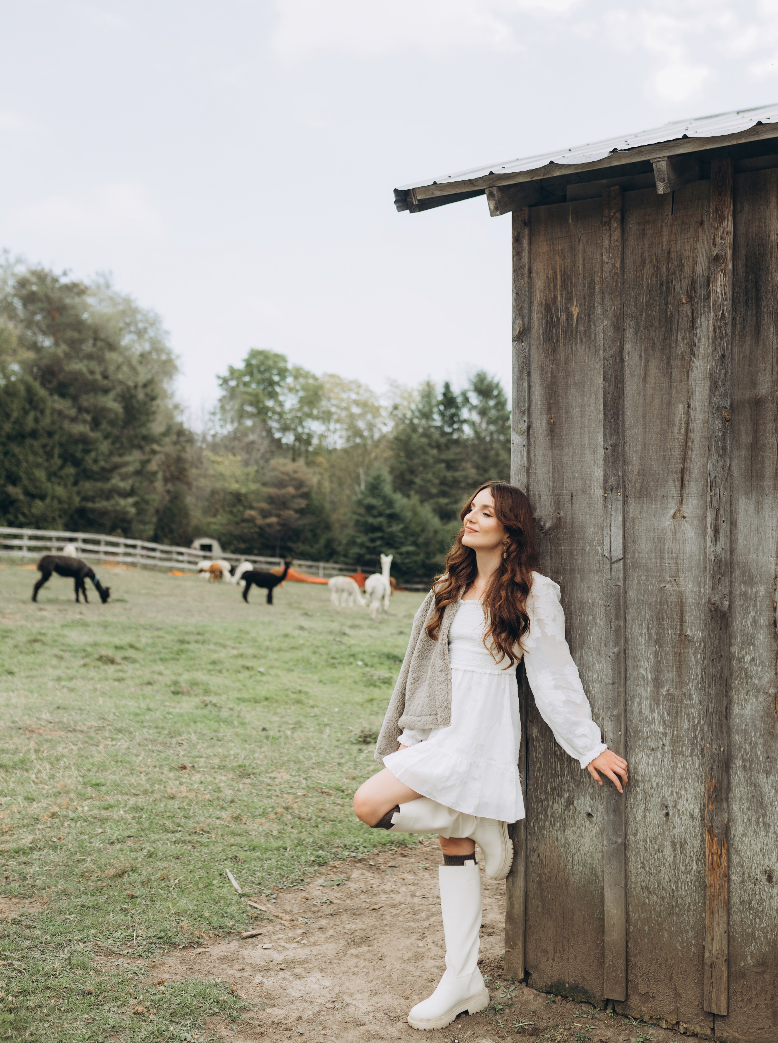 Alpacas Farm. Chernenko.photography