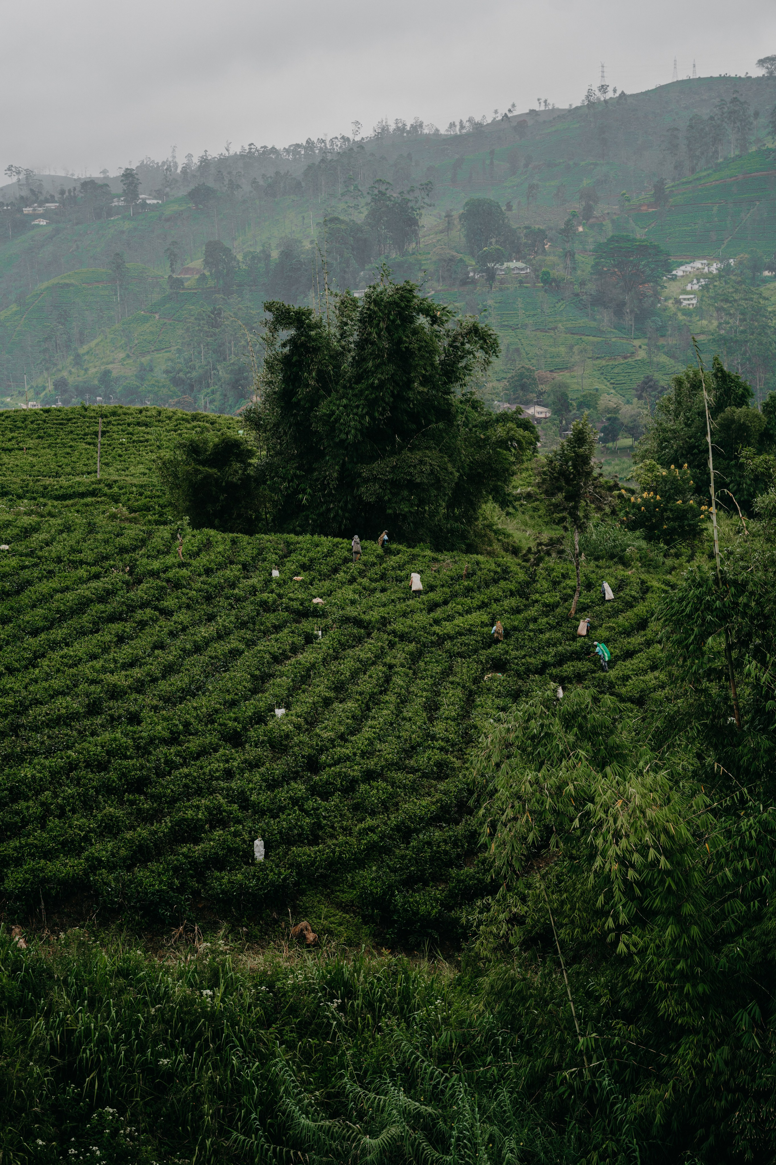 Relais & Châteaux, Tea Trails, Sri Lanka. Editorial photographer Yuliya Drazdovich