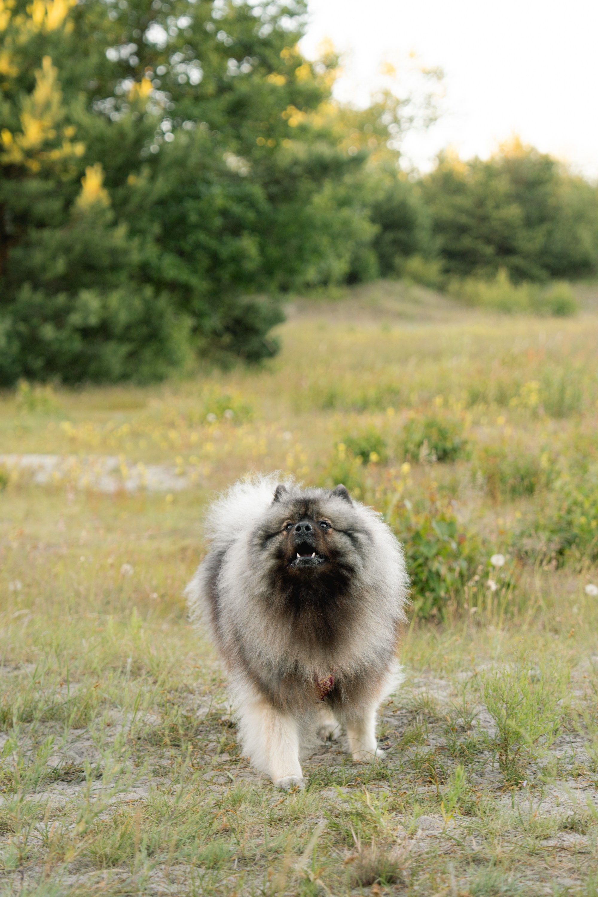 Rūta, Mindaugas, Yuma ir Meila. Vita Klimaševska ○ Fluffy Soulmate Photography