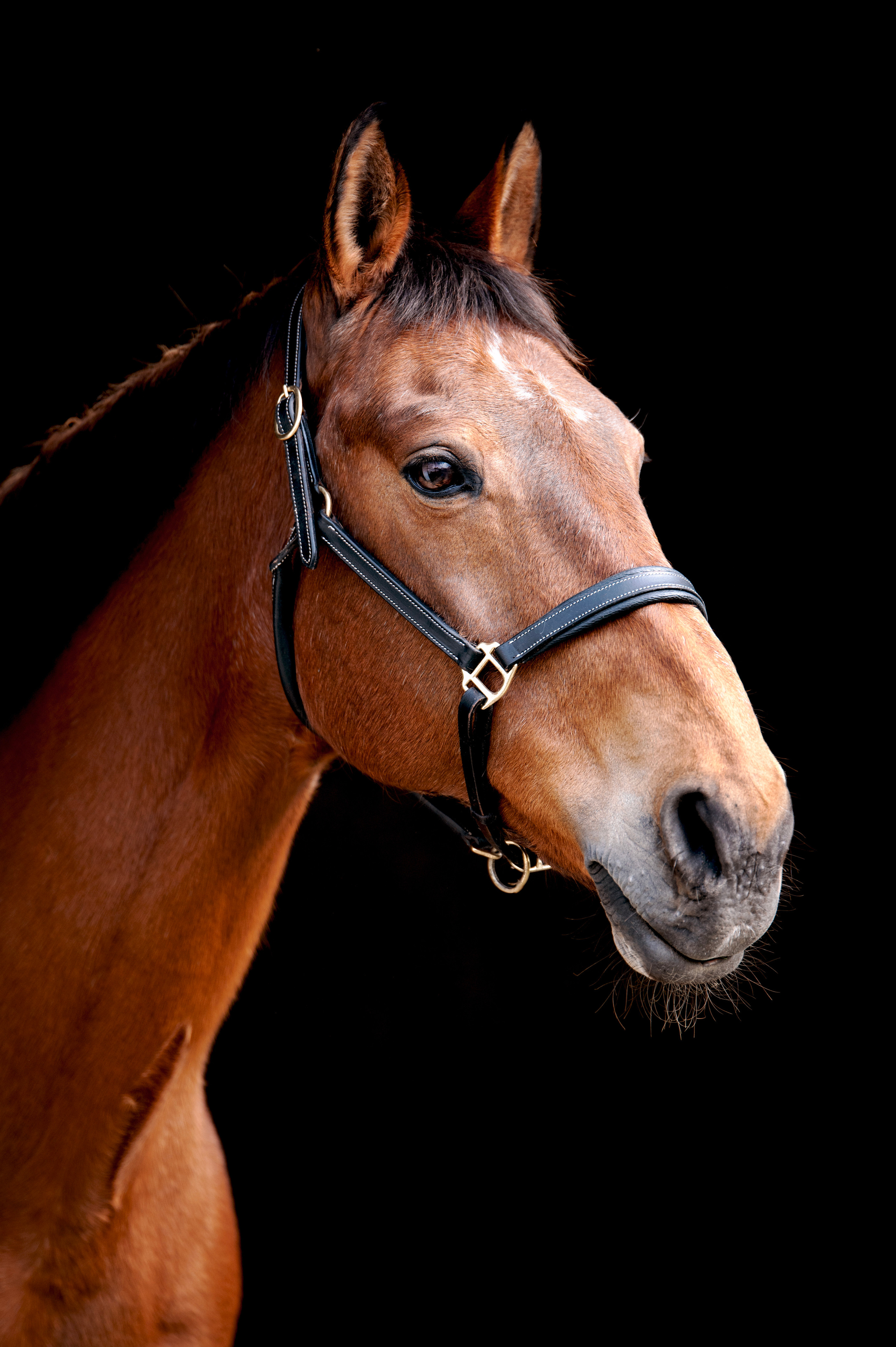 Pferdefotografie. Tierfotografie und Familienfotografie in der Hallertau