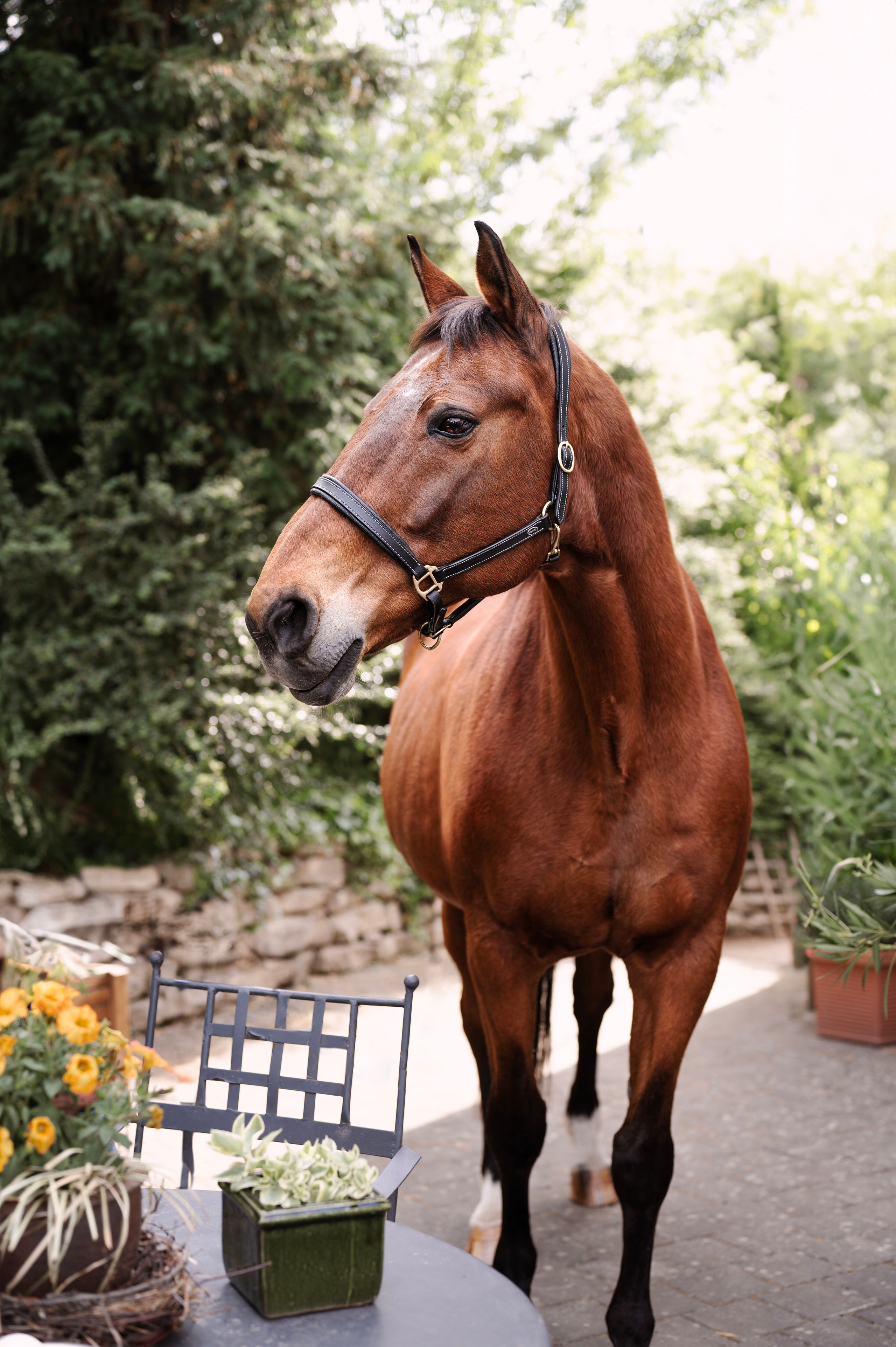 Pferdefotografie. Tierfotografie und Familienfotografie in der Hallertau