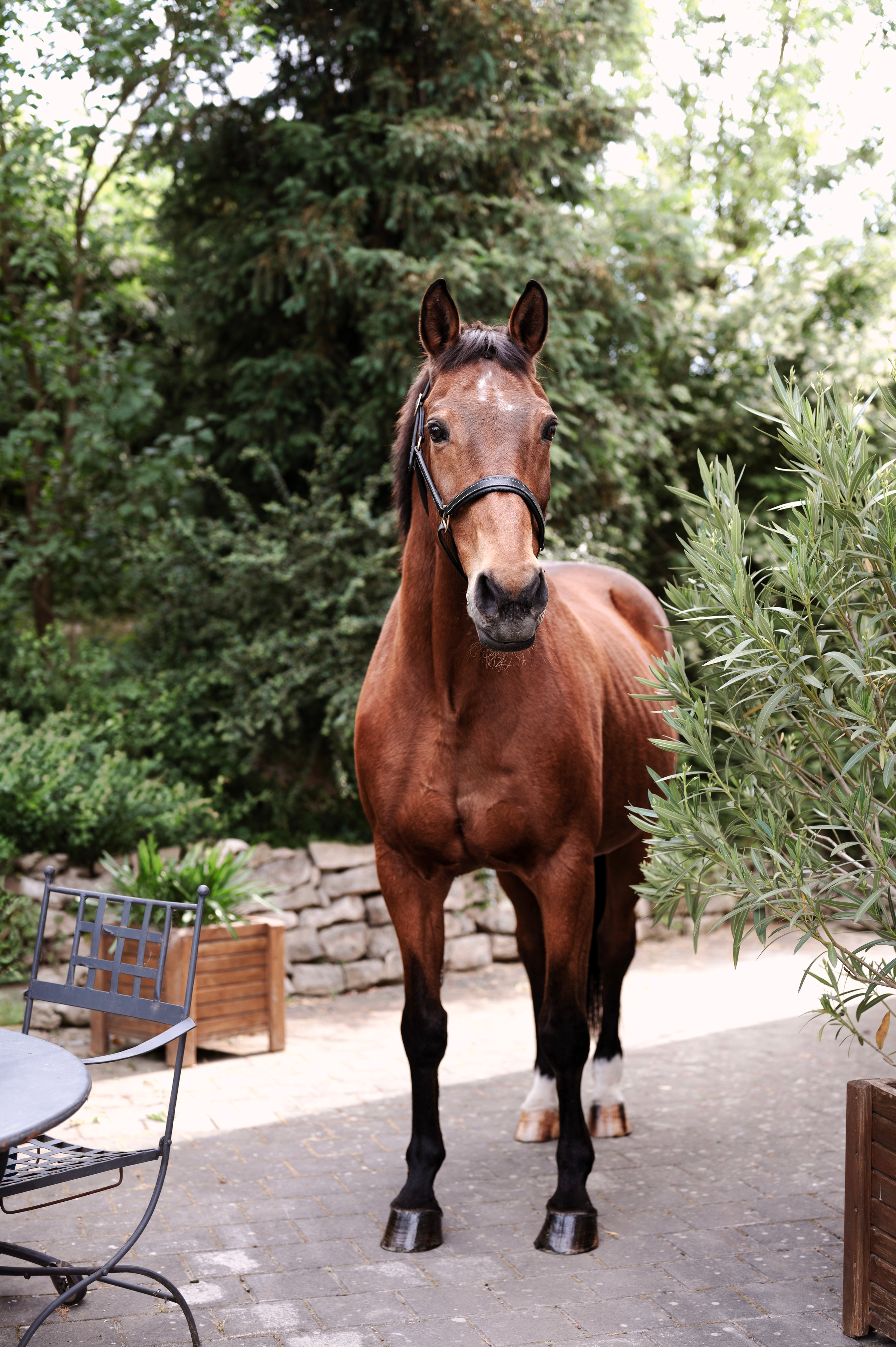 Pferdefotografie. Tierfotografie und Familienfotografie in der Hallertau