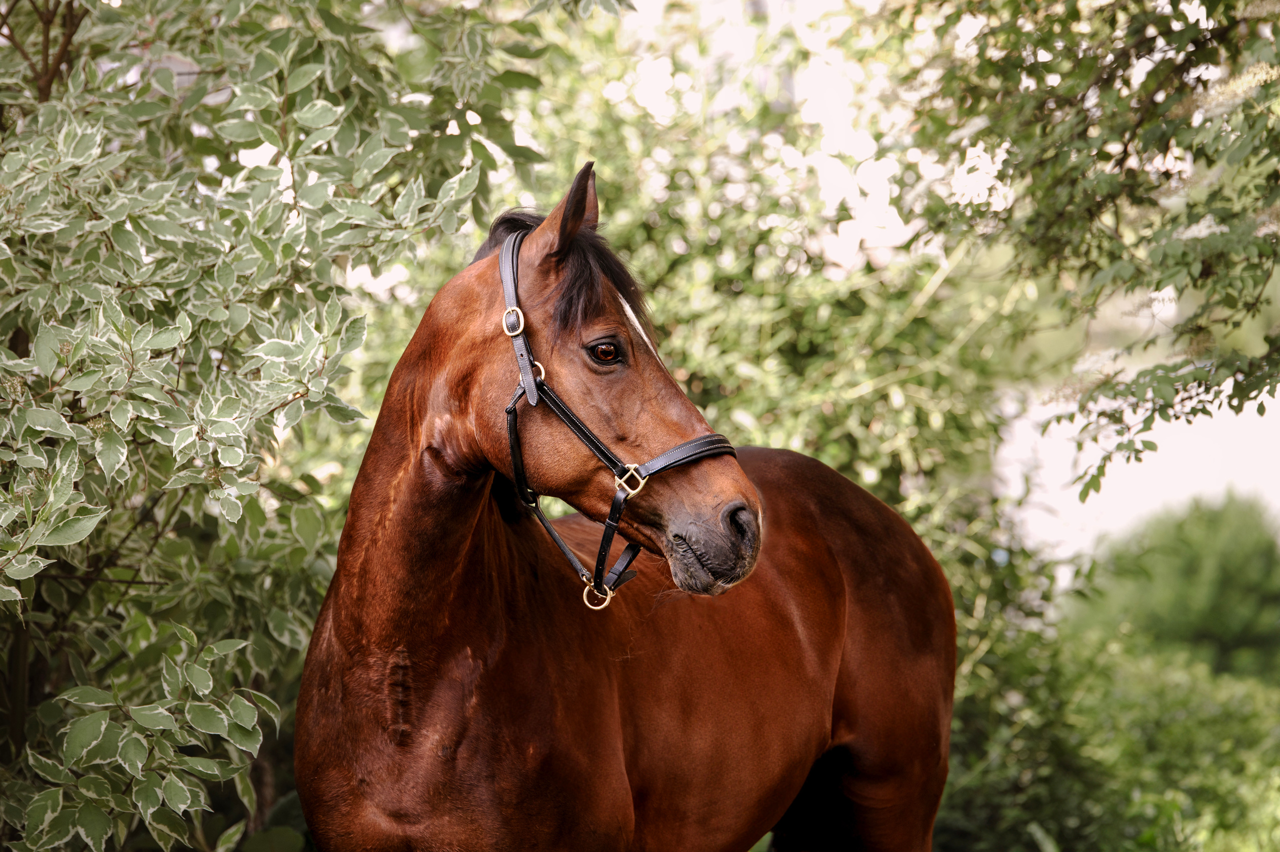 Pferdefotografie. Tierfotografie und Familienfotografie in der Hallertau