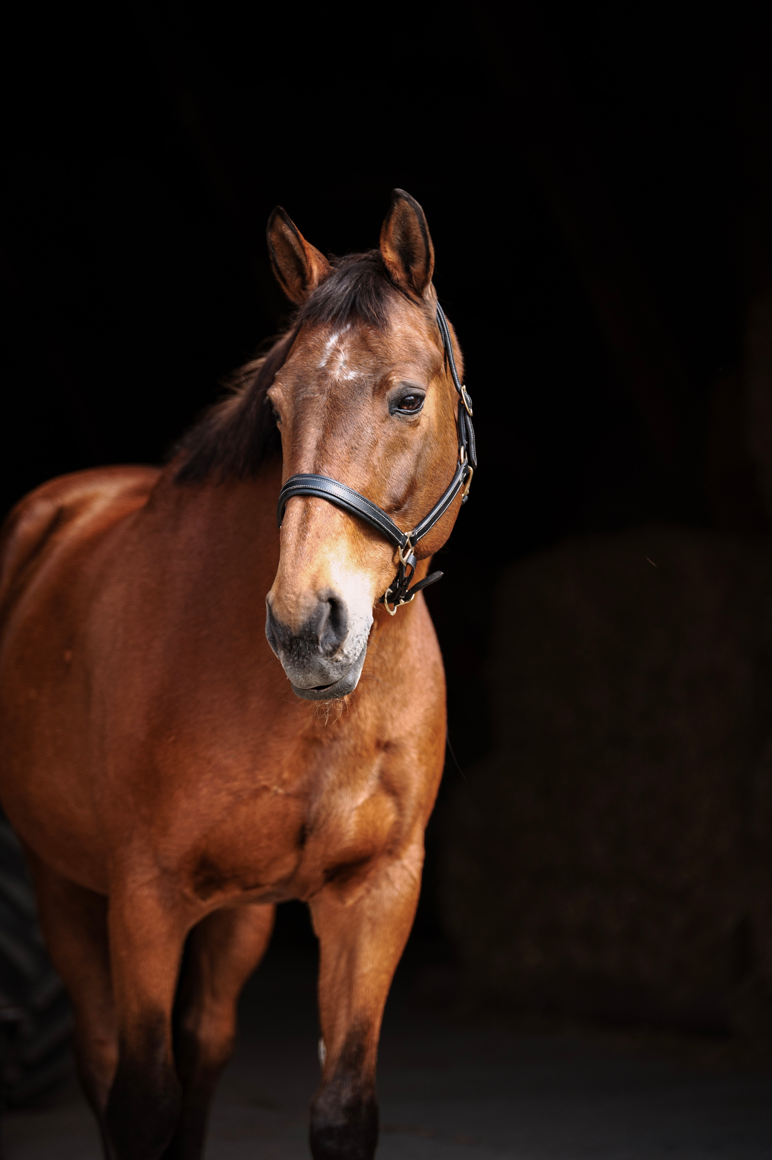 Pferdefotografie. Tierfotografie und Familienfotografie in der Hallertau