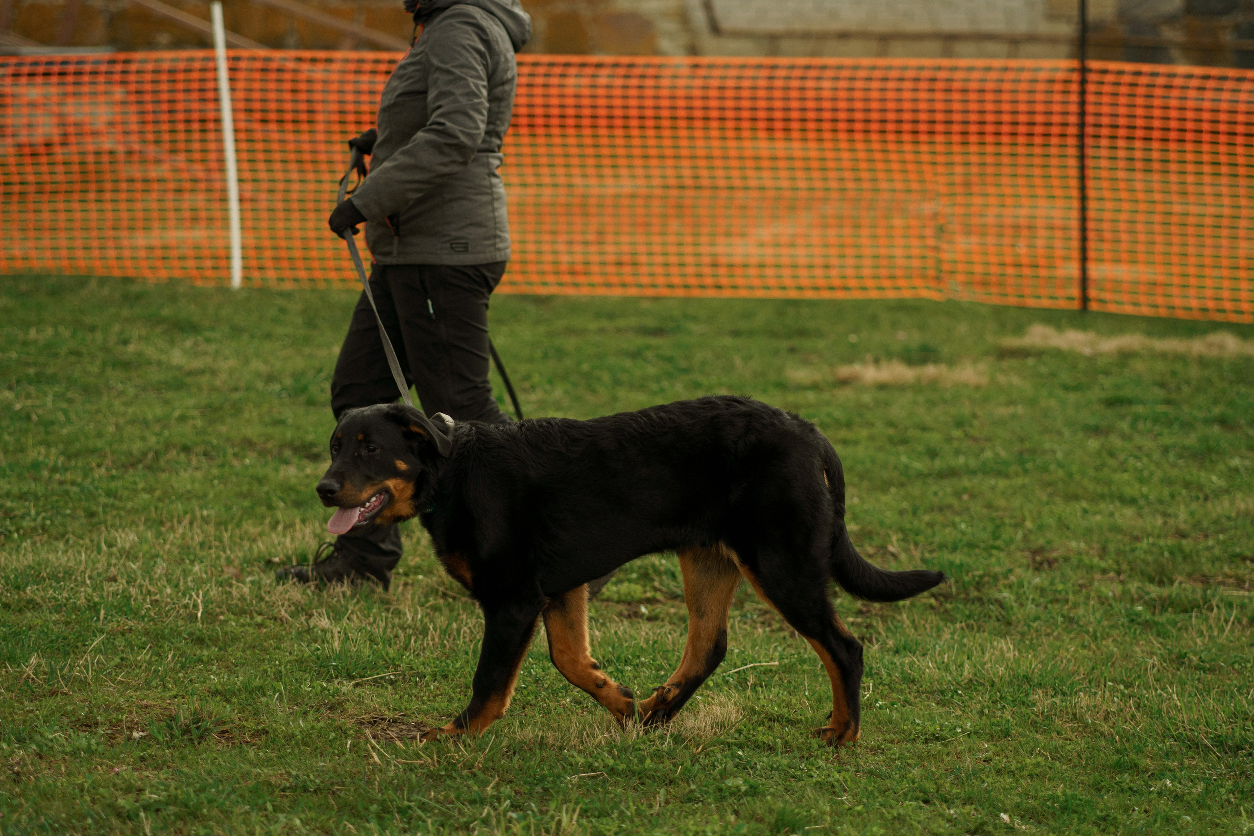 Herding Days, 26 apr. 2025. Kat Laisaar — Pet photographer in Tallinn