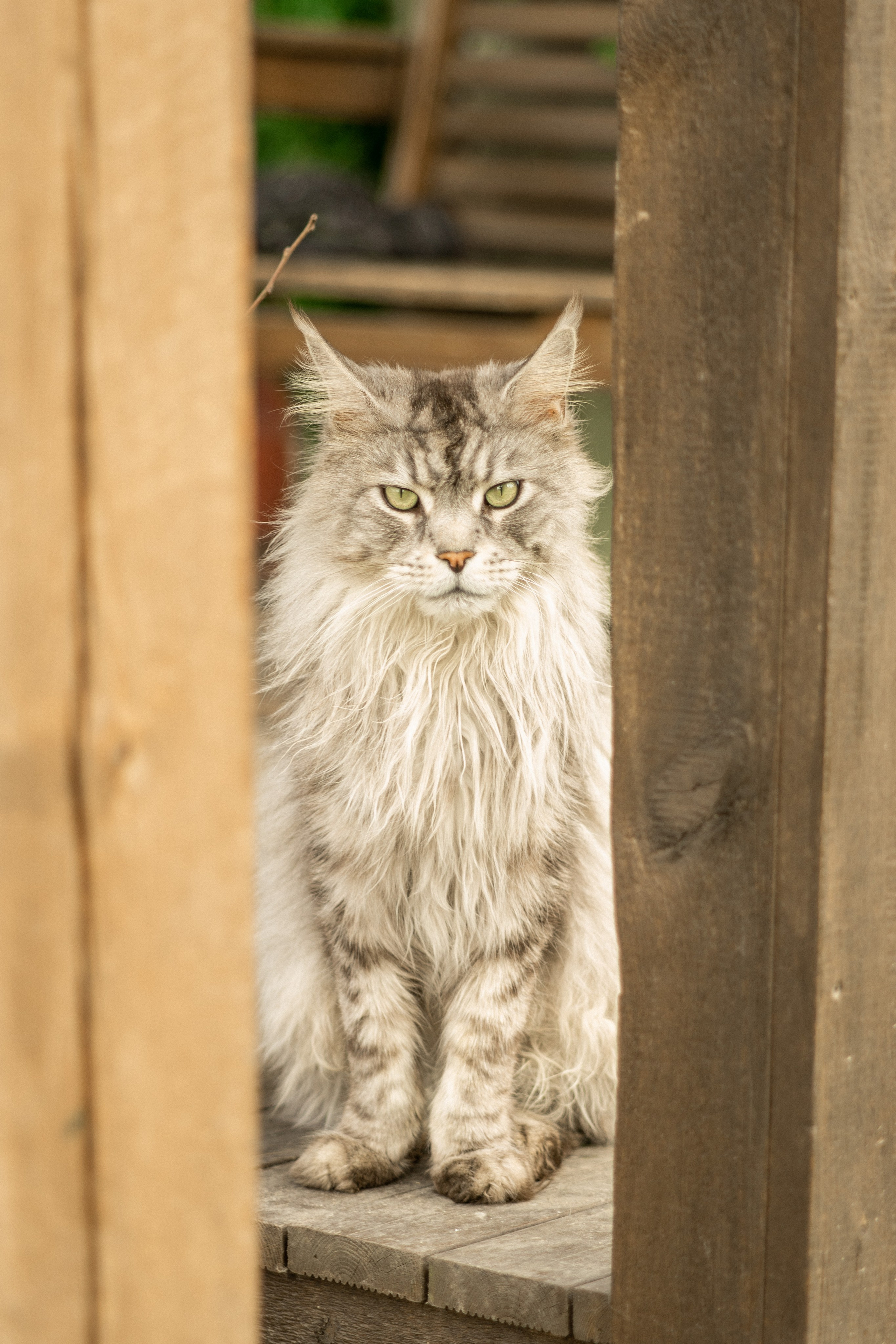 Herding Days, 26 apr. 2025. Kat Laisaar — Pet photographer in Tallinn