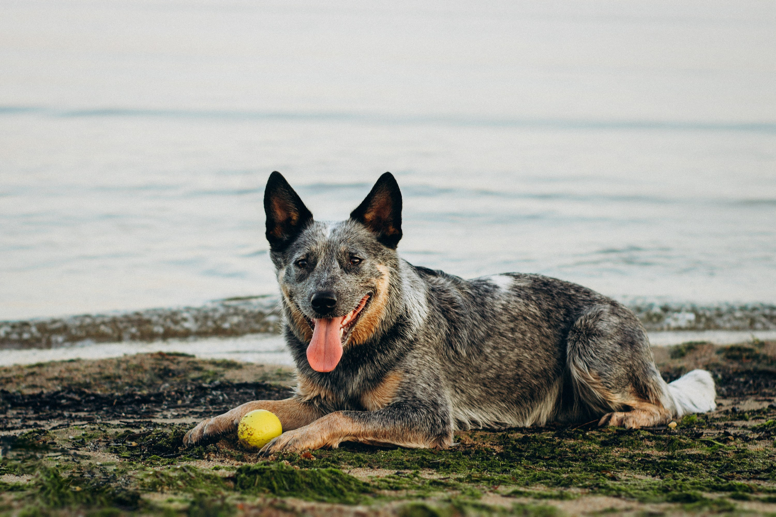 Dakota, Australian Cattle Dog. Kat Laisaar — Pet photographer in Tallinn