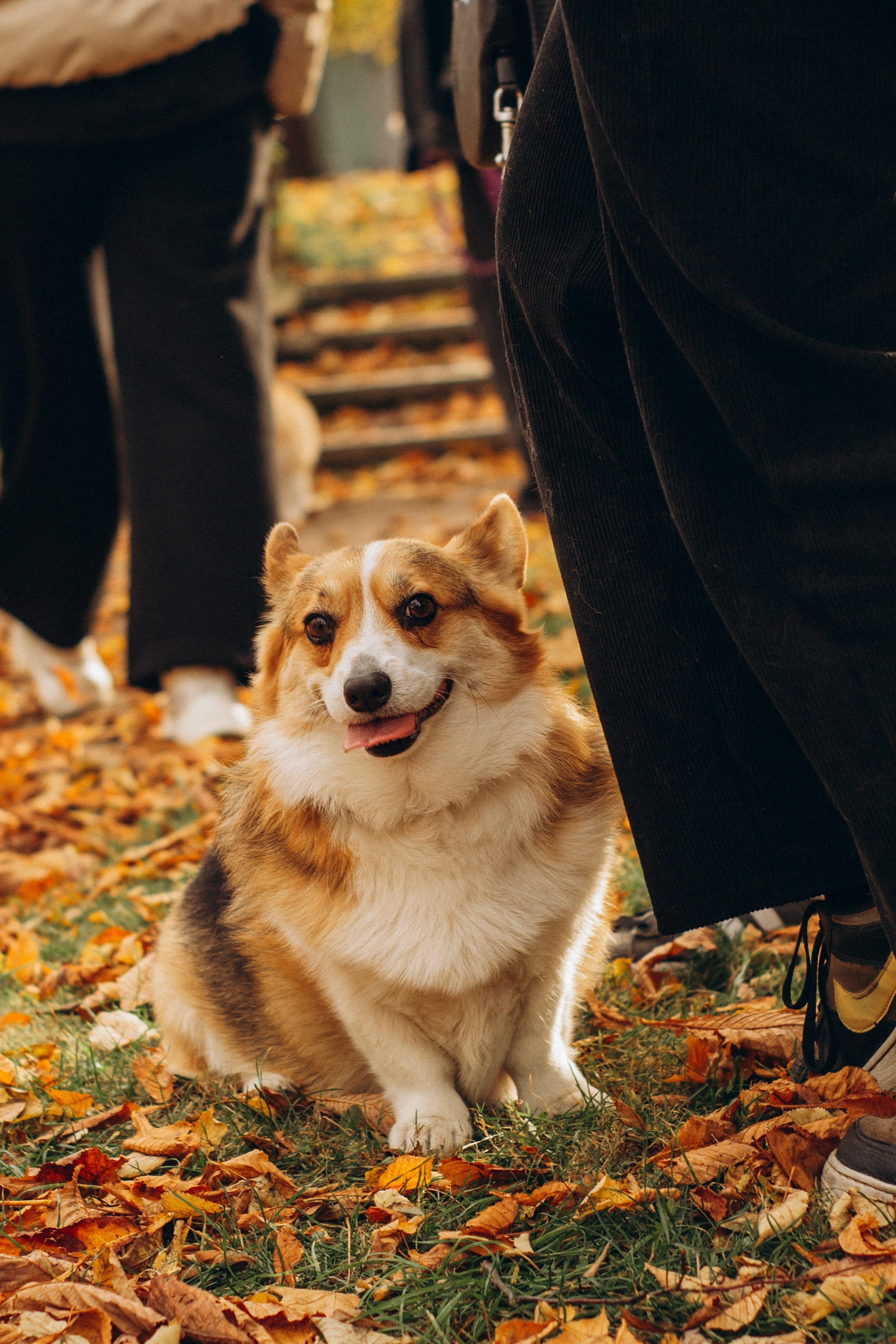 Corgi party, october. Kat Laisaar — Pet photographer in Tallinn