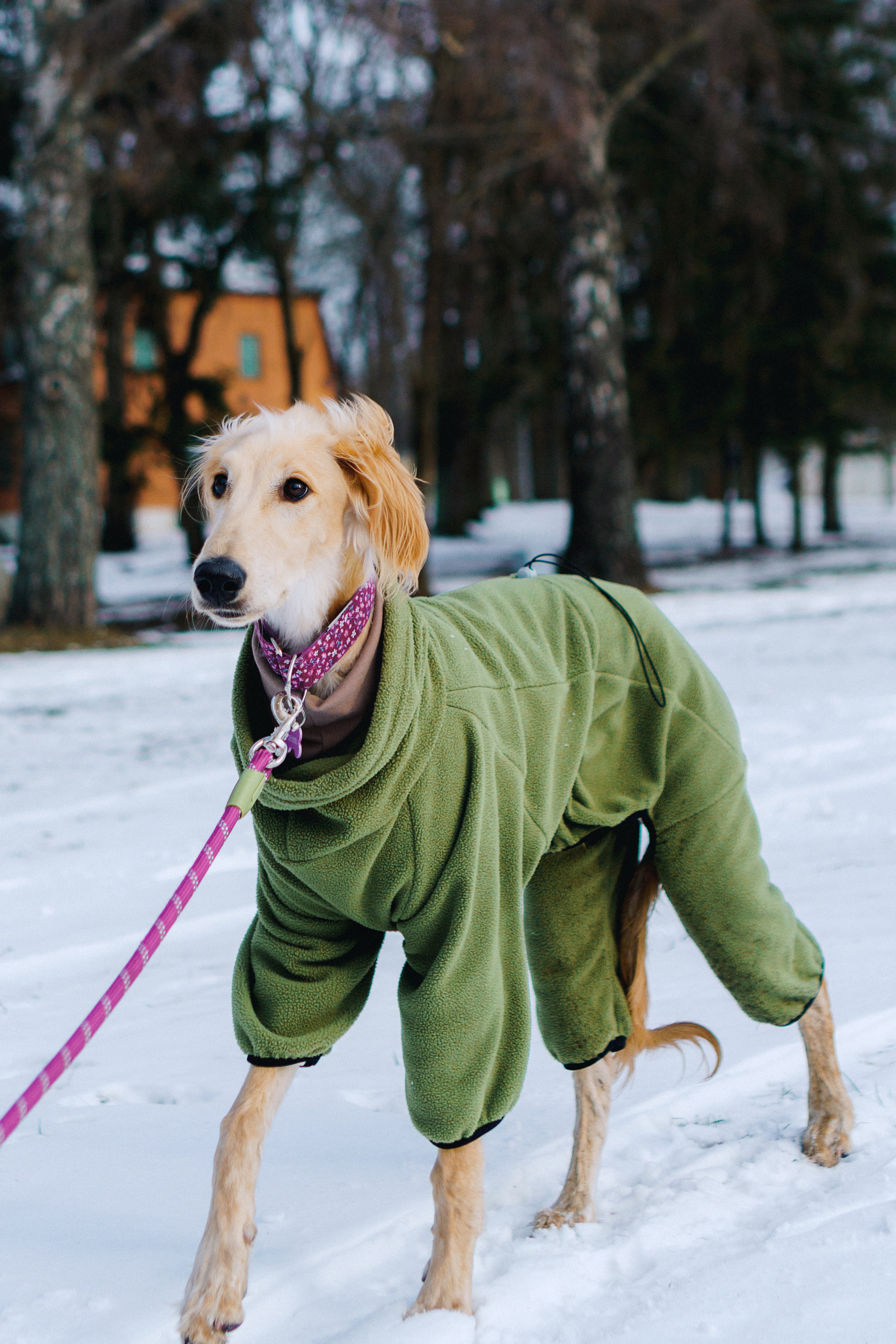 Nicole & Sky. Kat Laisaar — Pet photographer in Tallinn