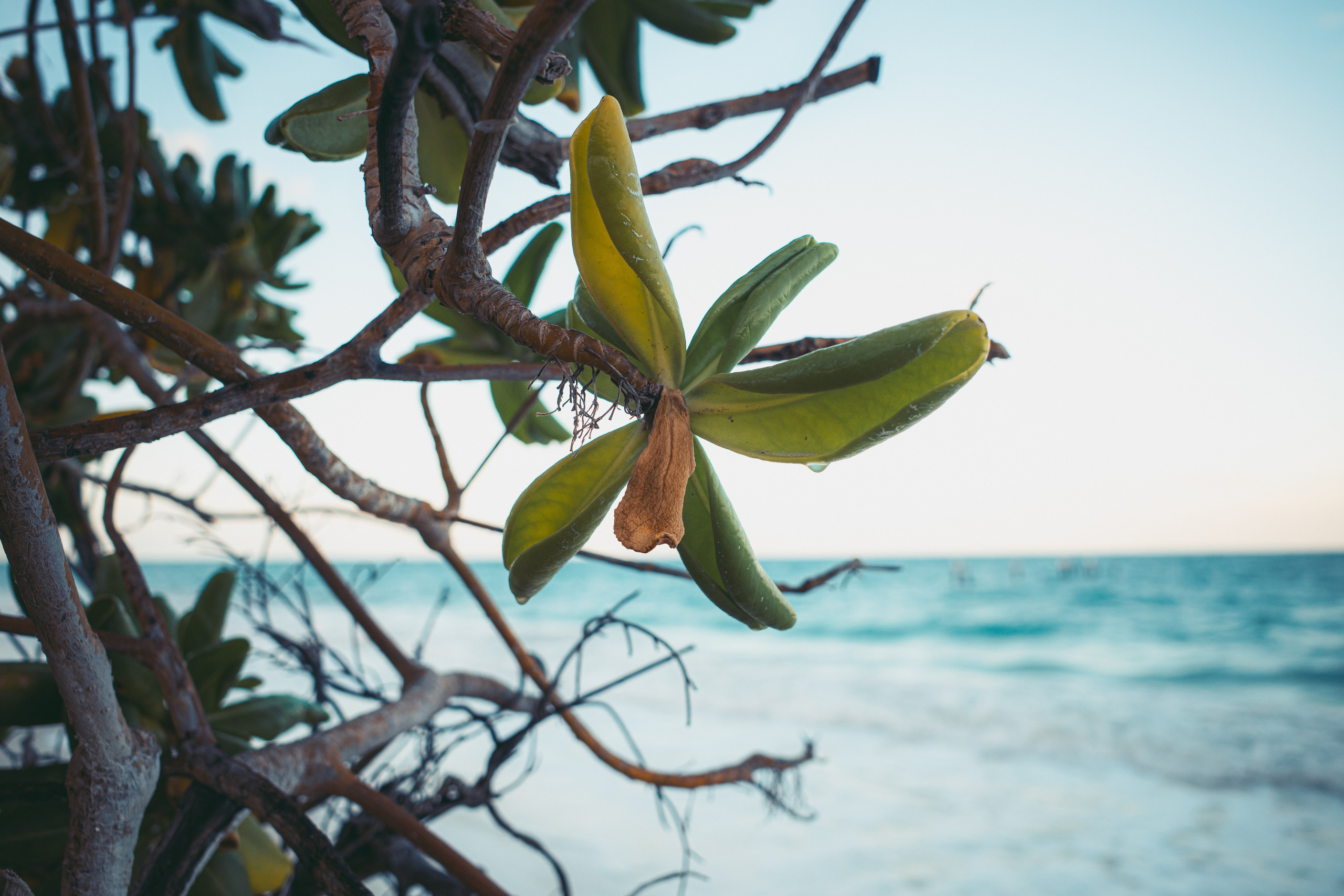 Tulio — Be-Tulum, Mexico. Yana Bobrova | Artistic Photography