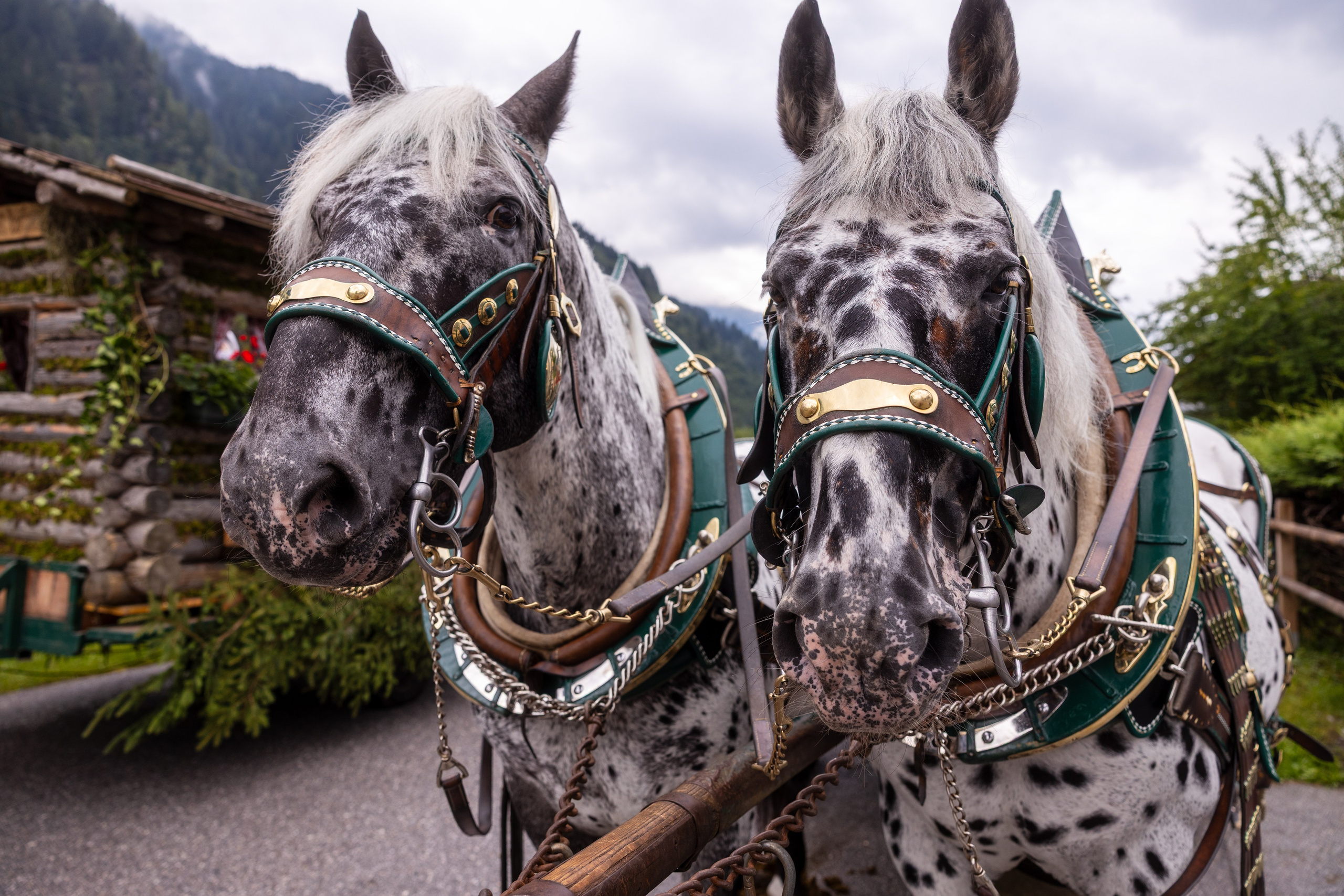 BAUERNHERBST, Dorfgastein, 23.08.2025. Guzel Kolobova| Fotografin| Salzburg