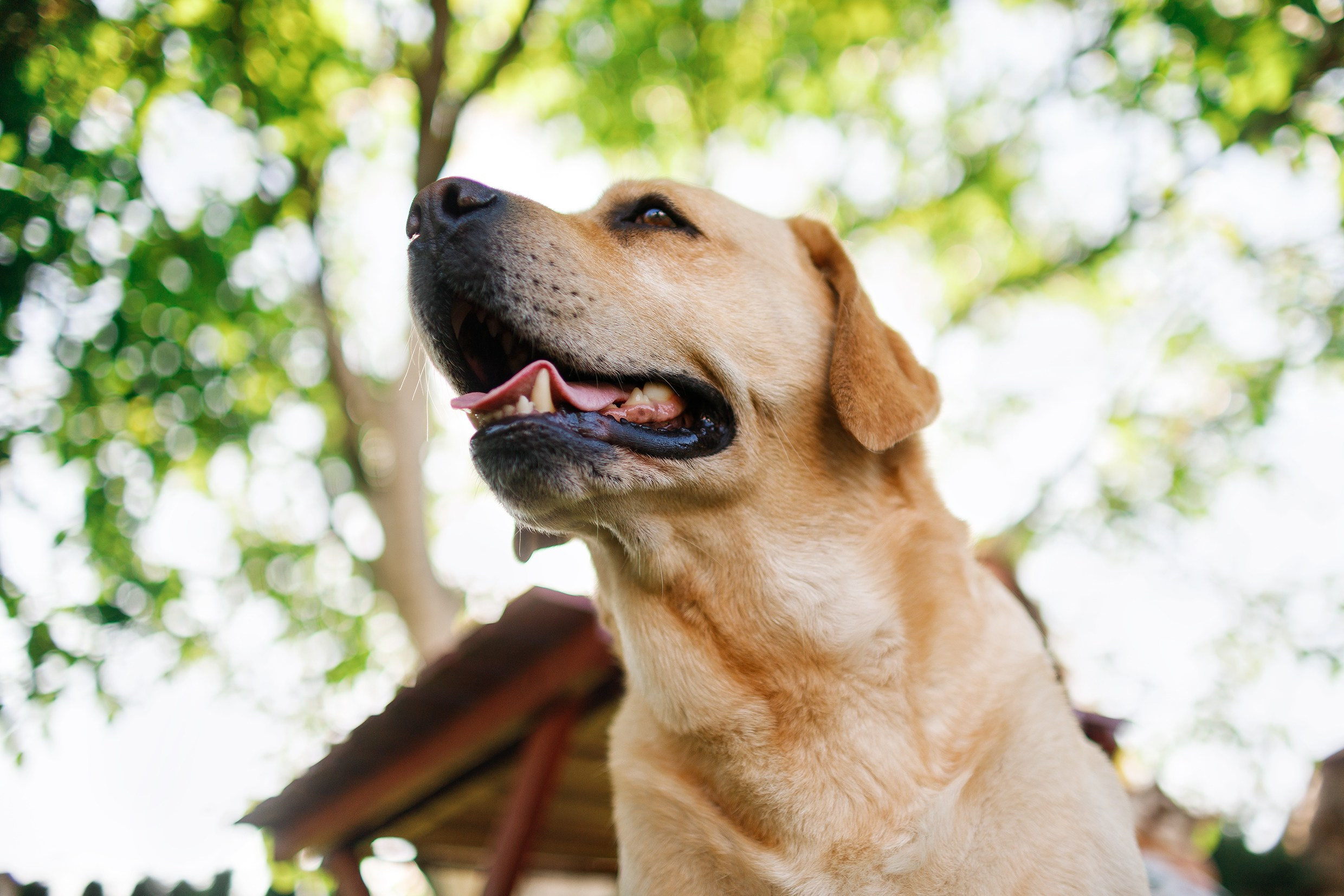 Nastya & Spark and Boss. Kaja | fotograf psów we Wrocławiu