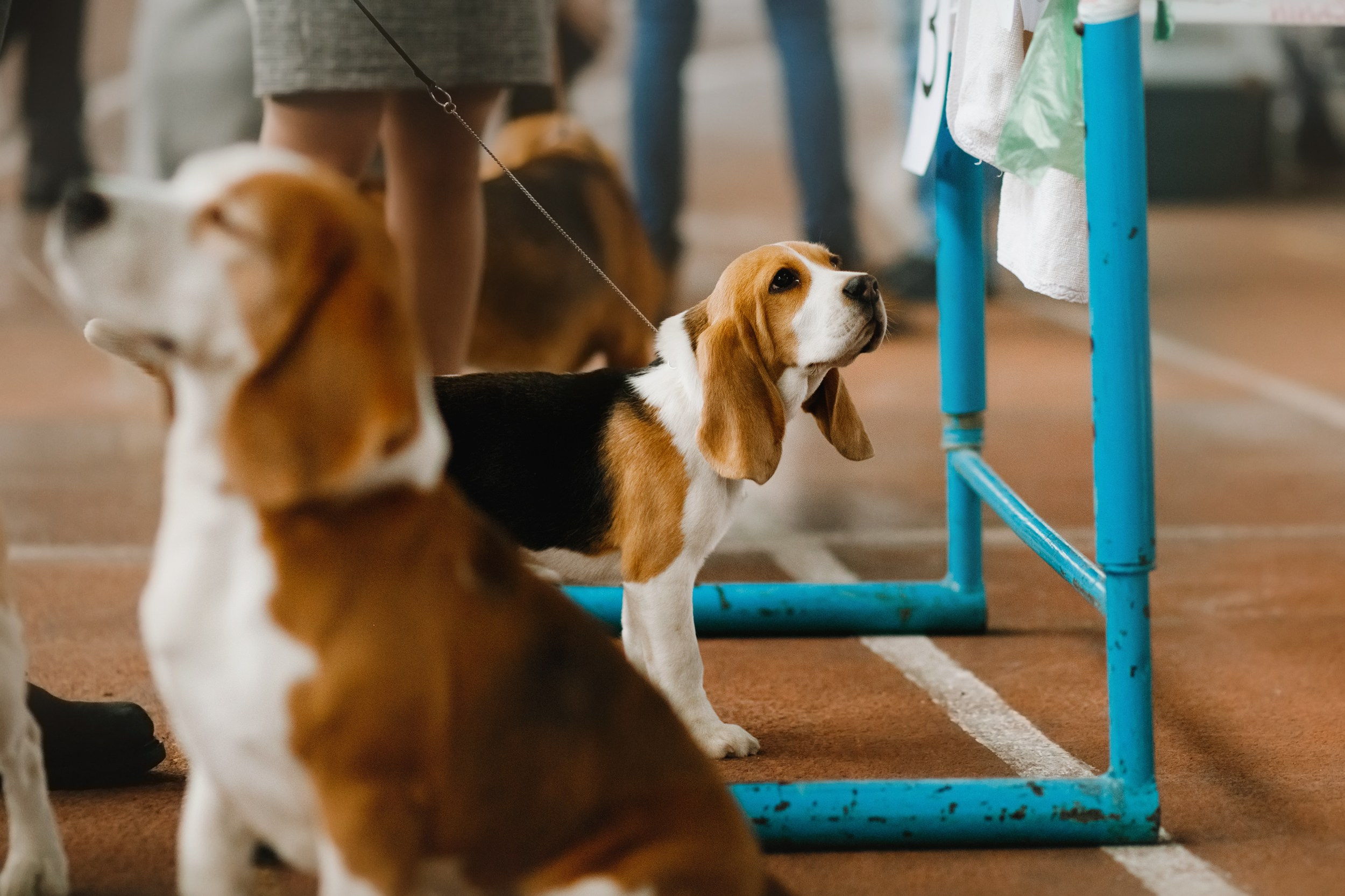 Dog shows | the best ones. Kaja | fotograf psów we Wrocławiu