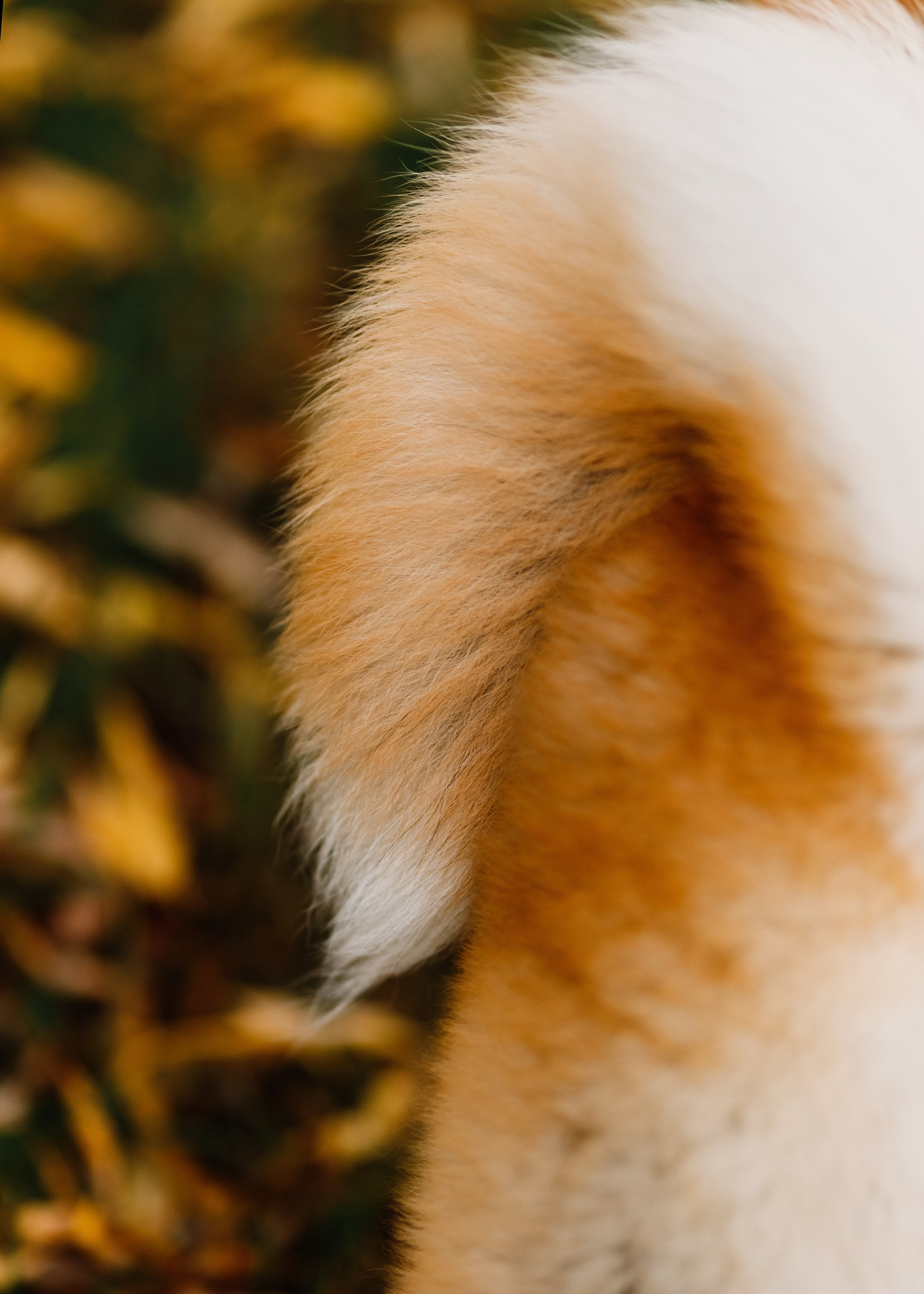 Maria & Kenji. Kaja | fotograf we Wrocławiu | ludzie i psy