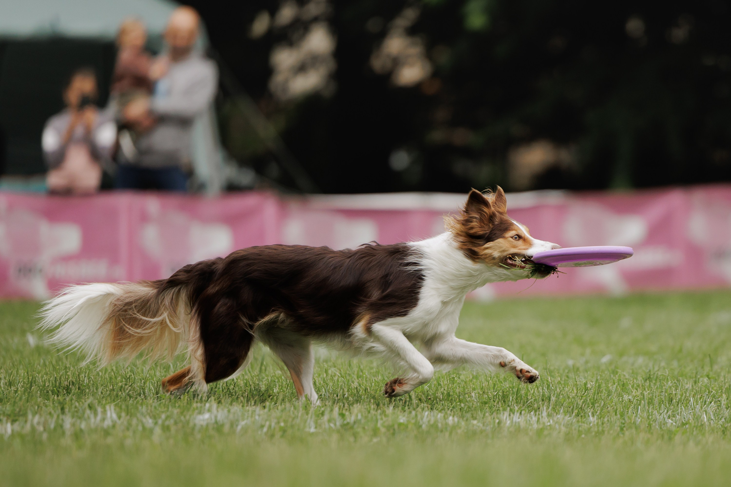 Latające psy, Wrocław'25. Kaja | fotograf psów we Wrocławiu