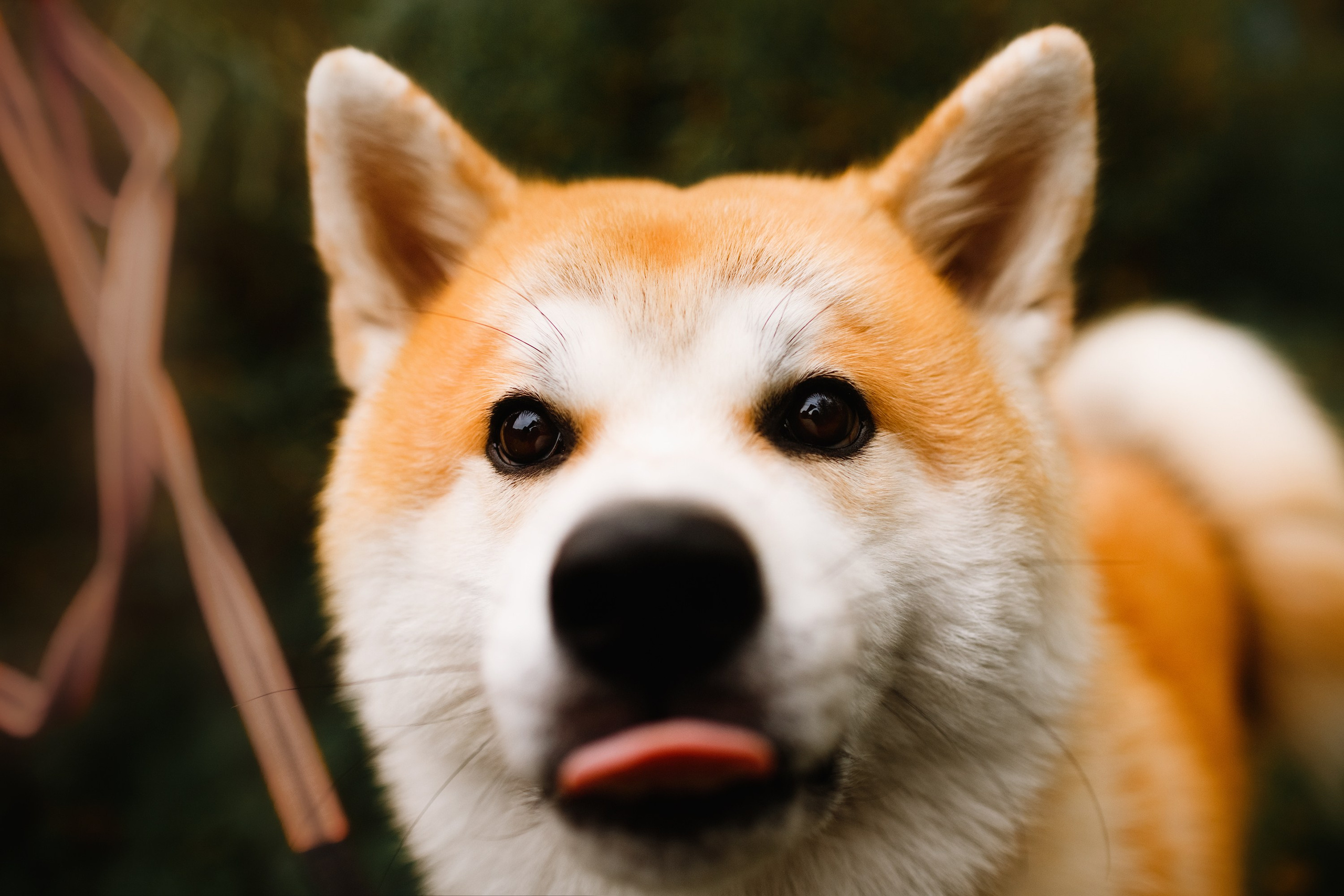 Maria & Kenji. Kaja | fotograf we Wrocławiu | ludzie i psy