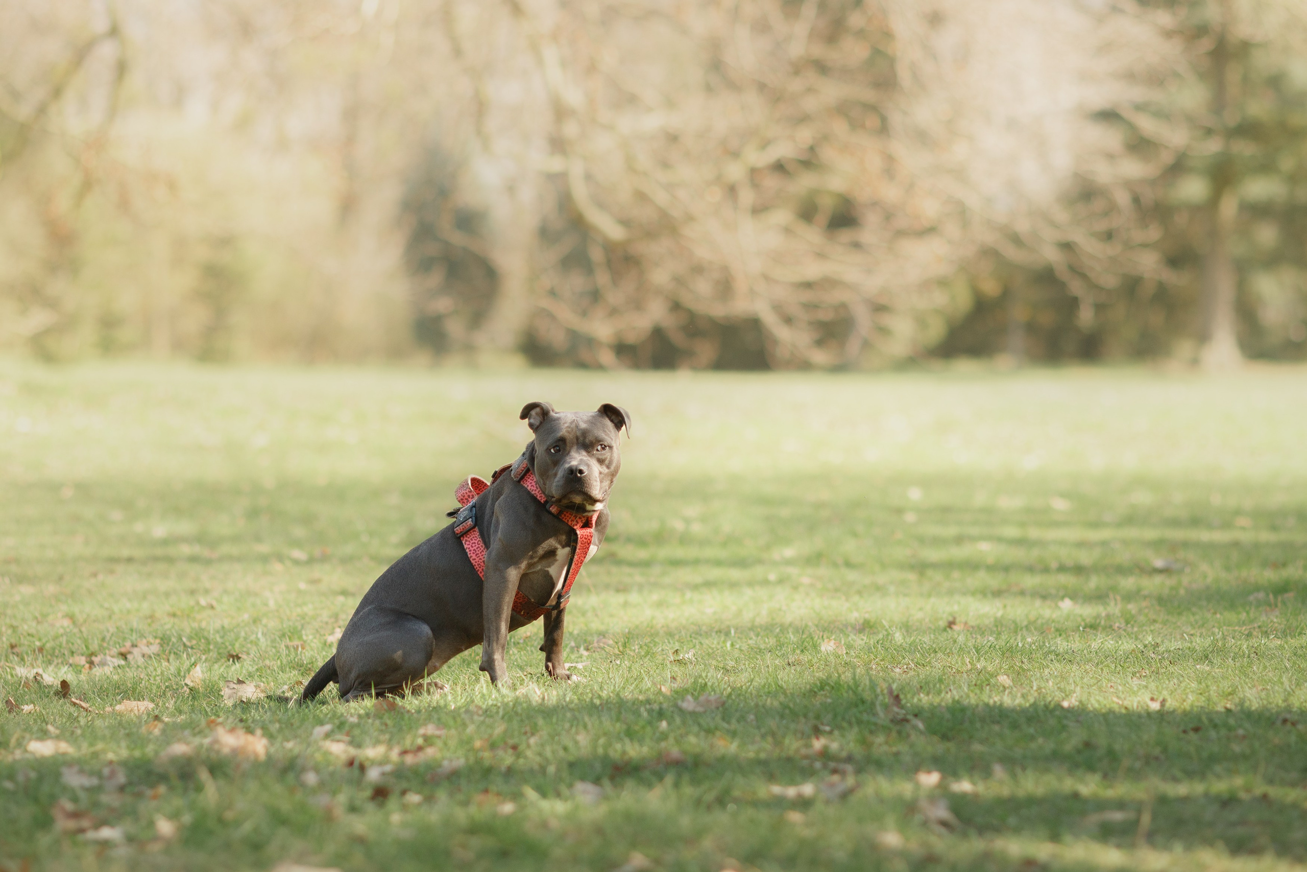 Bombka. Kaja | fotograf we Wrocławiu | ludzie i psy