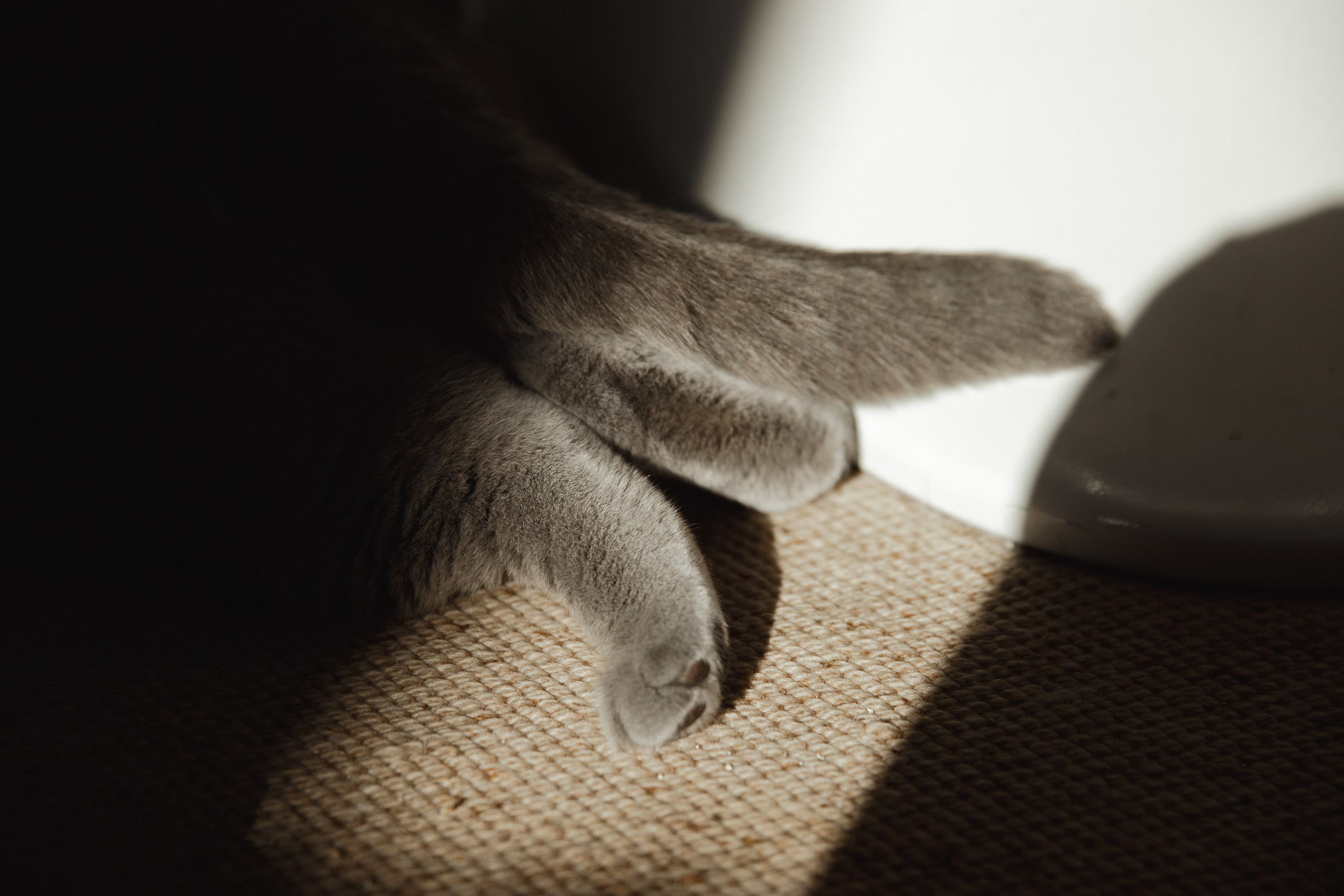 Boczka & Dimitrii. Kaja | fotograf we Wrocławiu | ludzie i psy