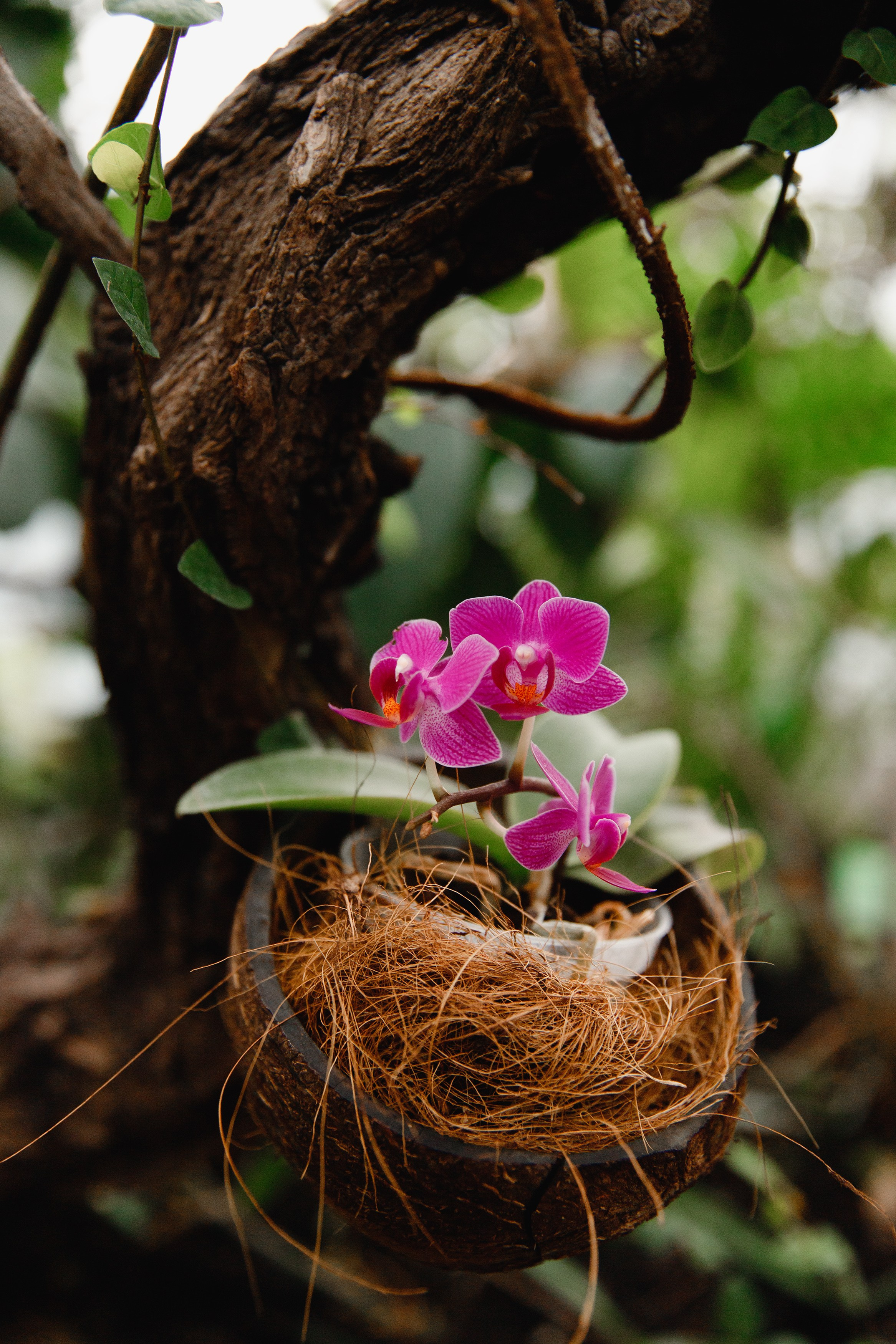 Botanical garden in Wroclaw. Kaja | fotograf we Wrocławiu | ludzie i psy