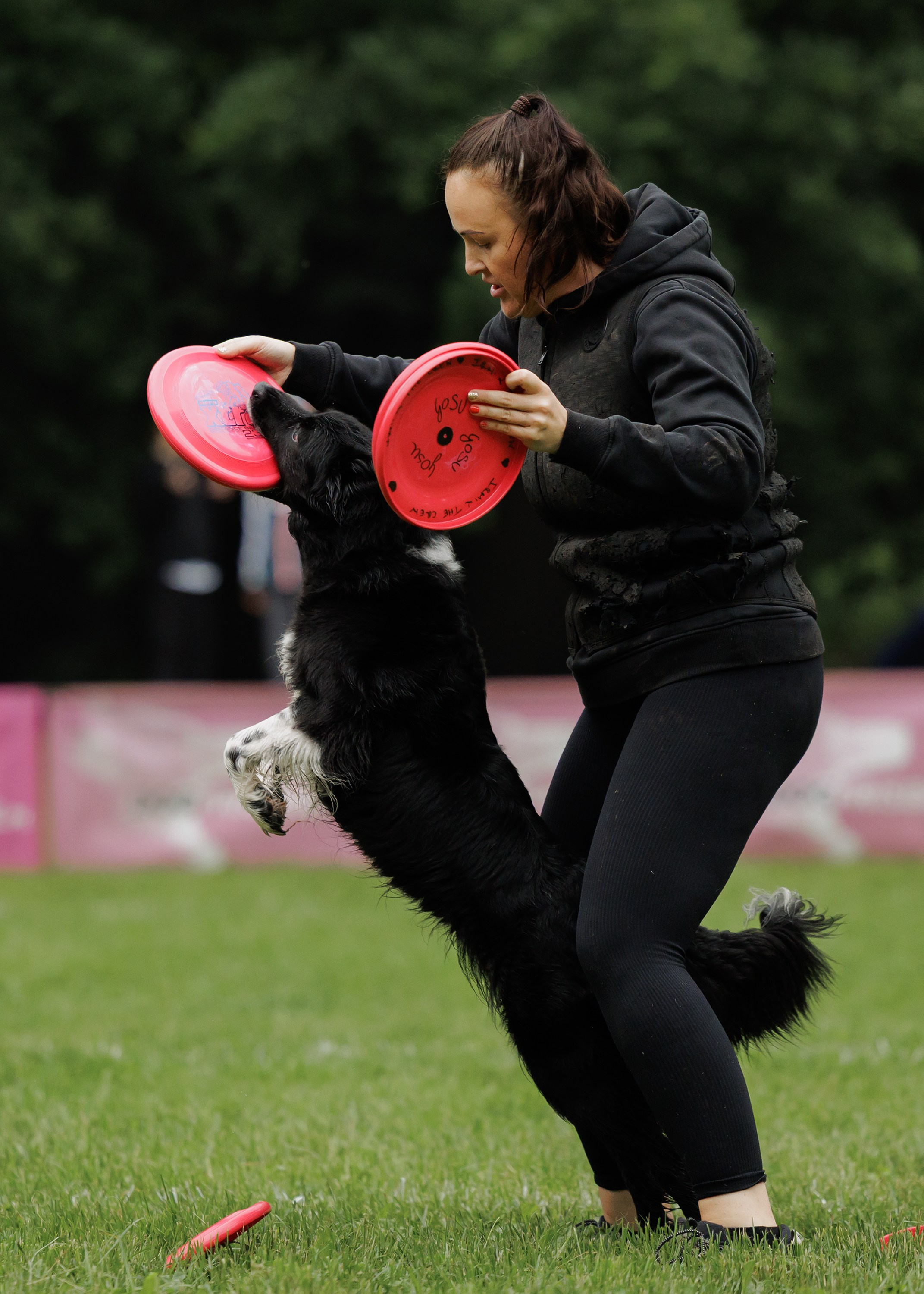 Latające psy, Wrocław'25. Kaja | fotograf psów we Wrocławiu