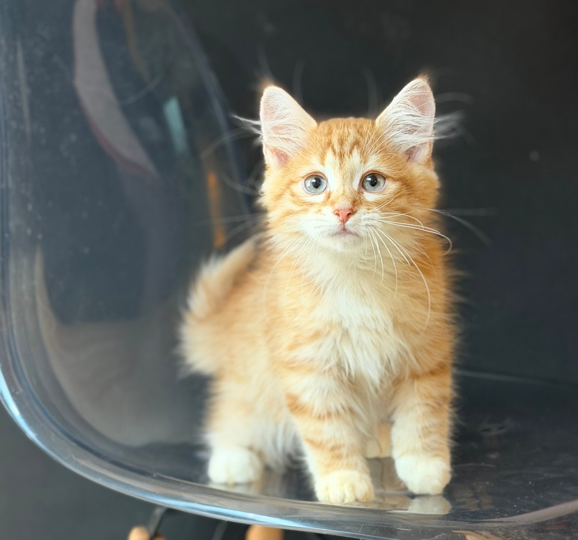 Available- Evan- Red Tabby Male