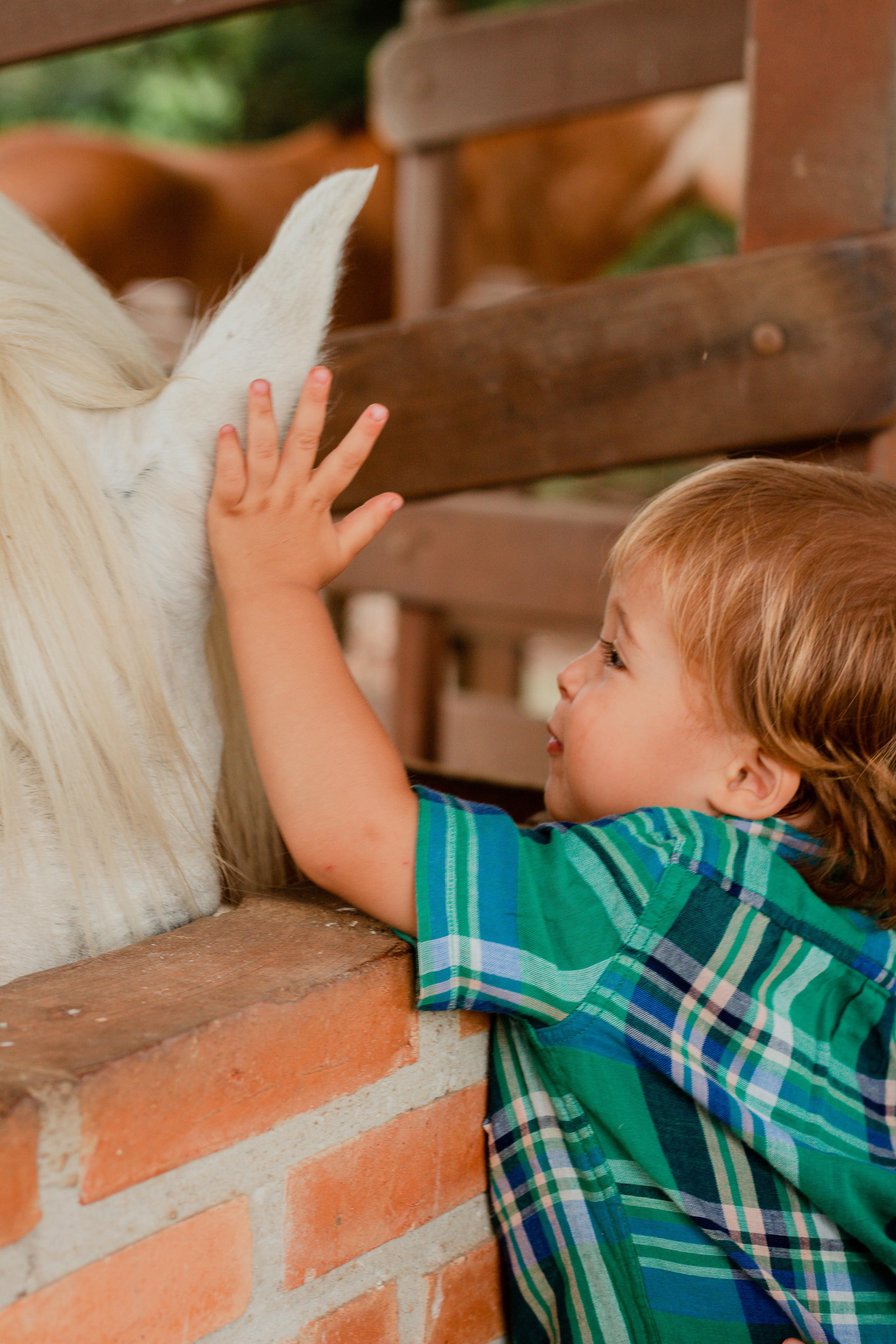 Fotografia de Aniversário Infantil em Holambra – Theo, 2 anos | Joyce Maria. Joyce Maria Fotografia | Fotógrafa em Holambra
