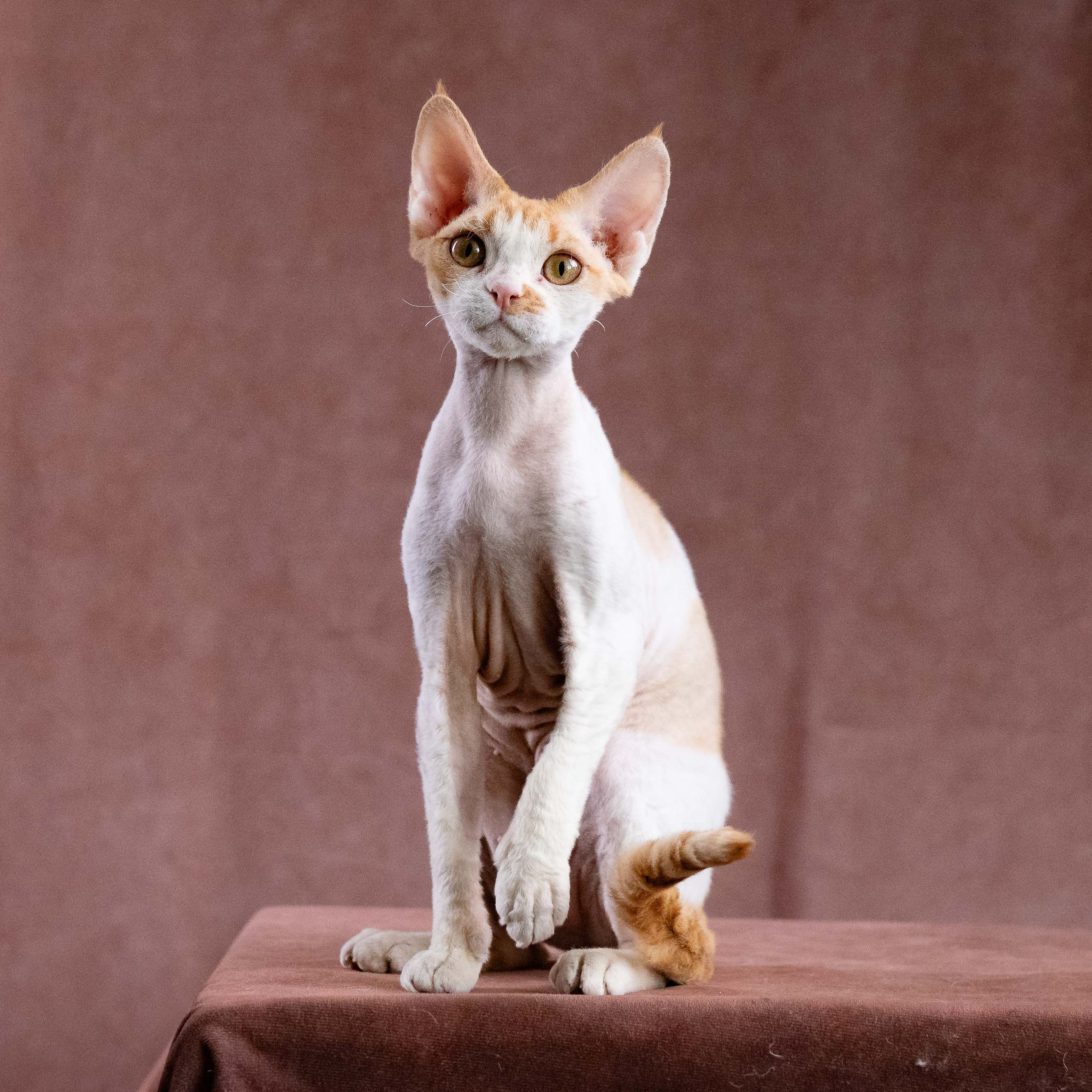 Nika. Devon Rex Pixie Cattery
