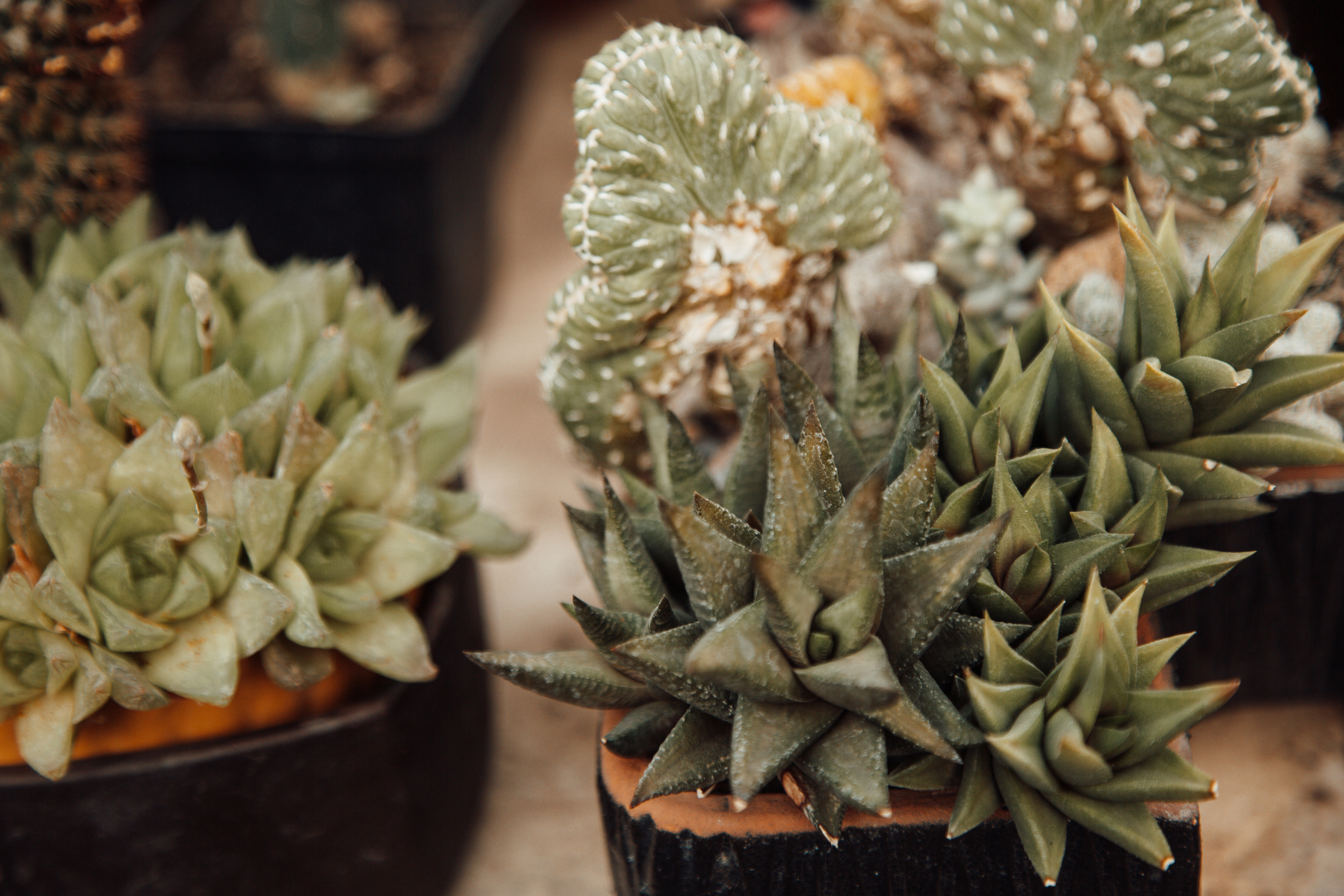 Фотосессия Вероники в Оранжерее. Фотограф в Кишинёве Ольга Церульник