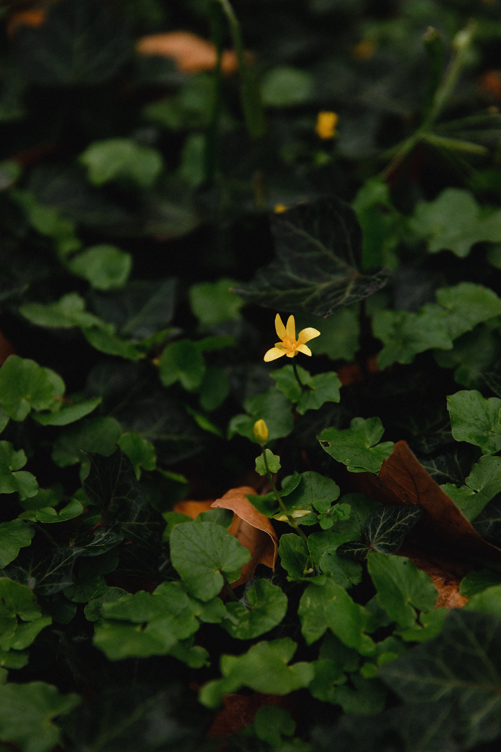 Botanical garden in Wroclaw. Kaja | fotograf we Wrocławiu | ludzie i psy