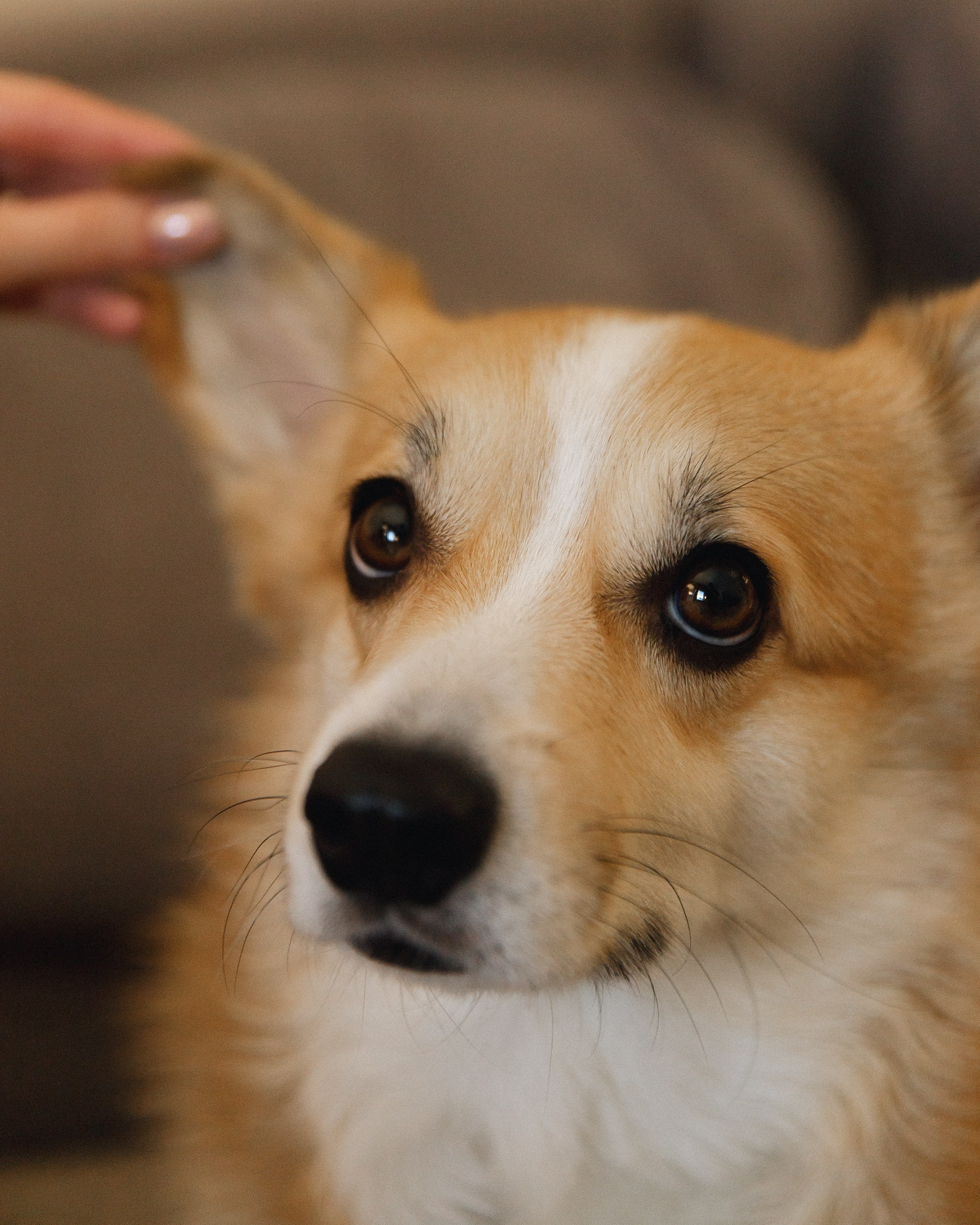 Dasha & Daisy. Kaja | fotograf psów we Wrocławiu