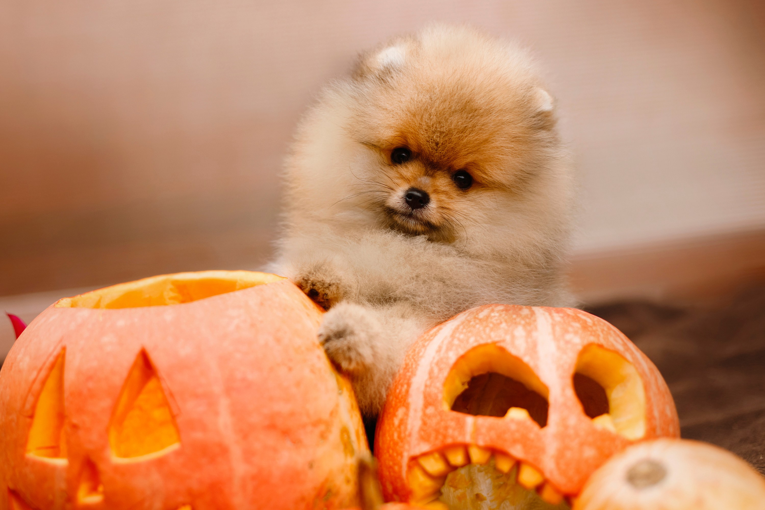 Halloween spitz puppies. Kaja | fotograf we Wrocławiu | ludzie i psy