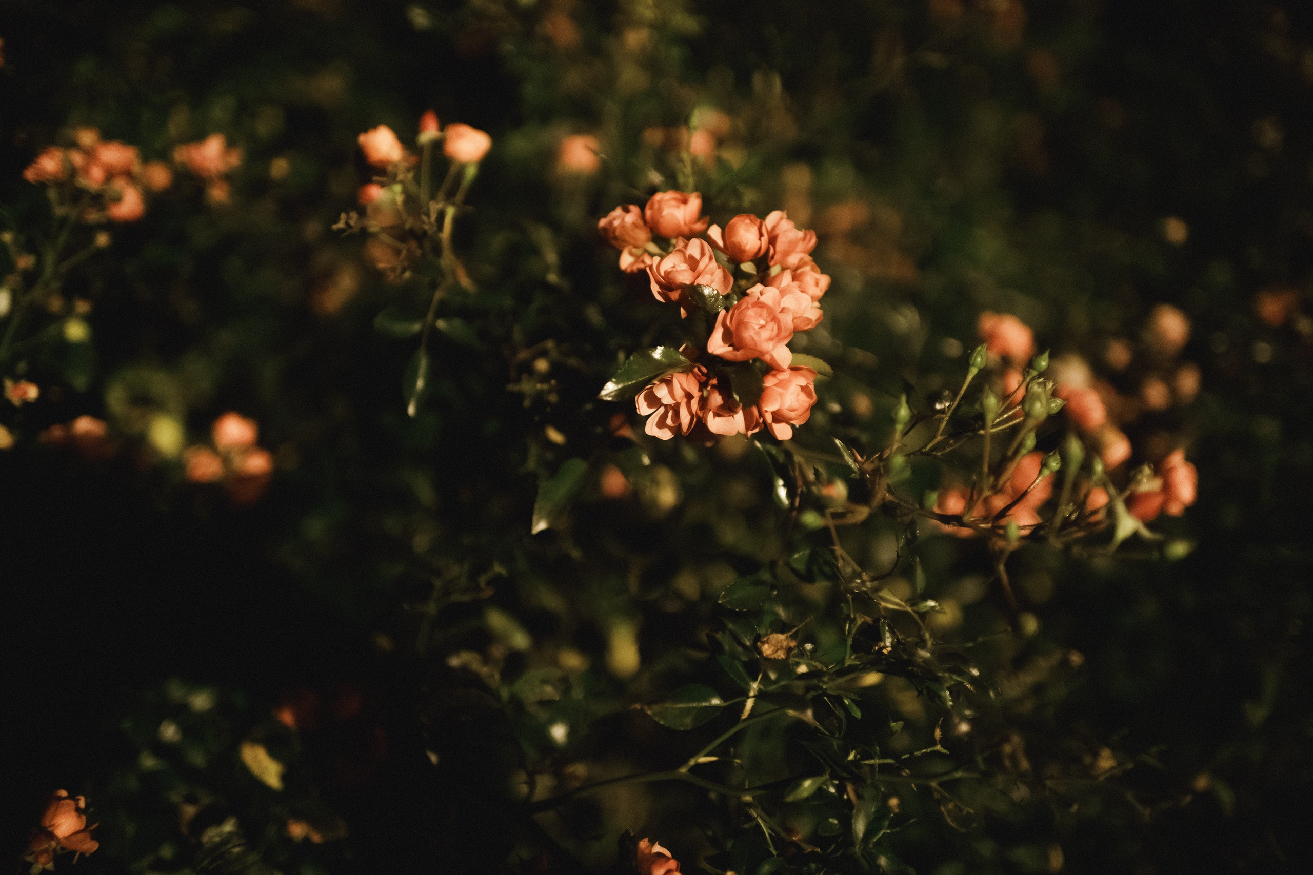 Nastya. Kaja | fotograf psów we Wrocławiu