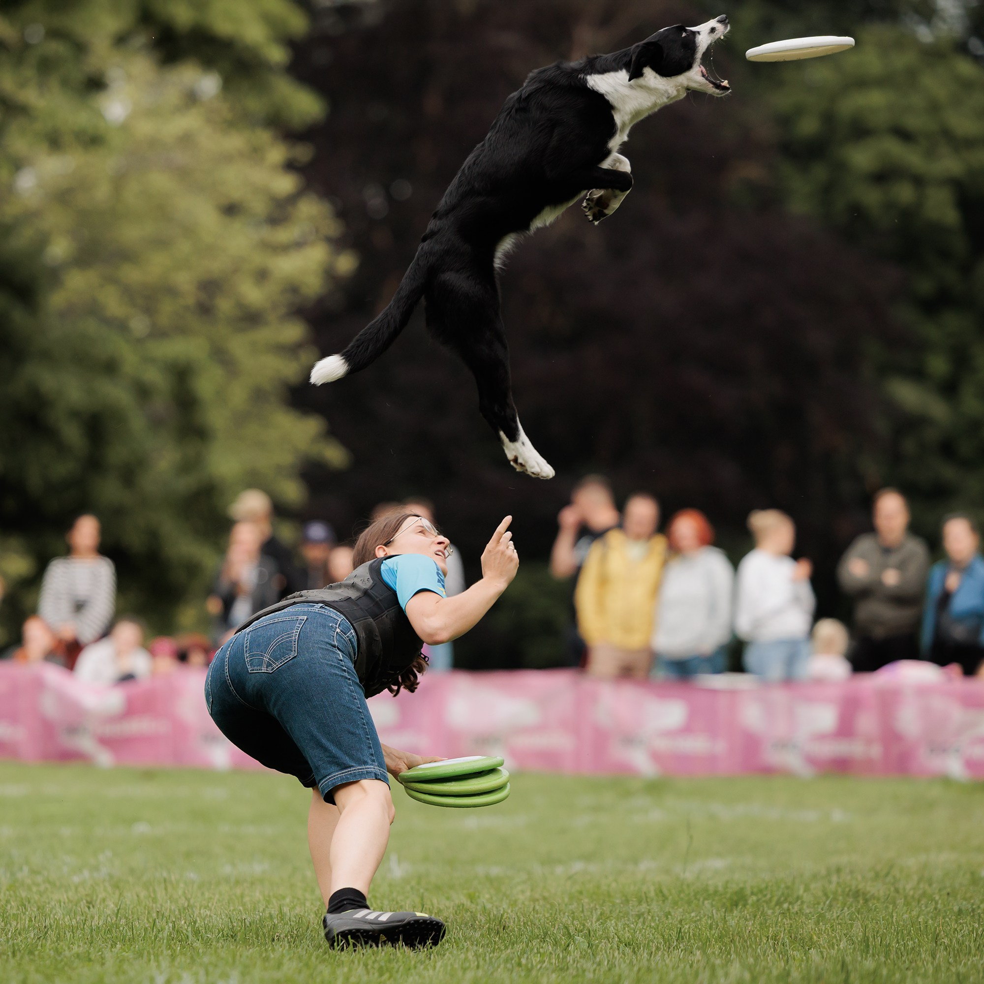 Latające psy, Wrocław'25. Kaja | fotograf psów we Wrocławiu