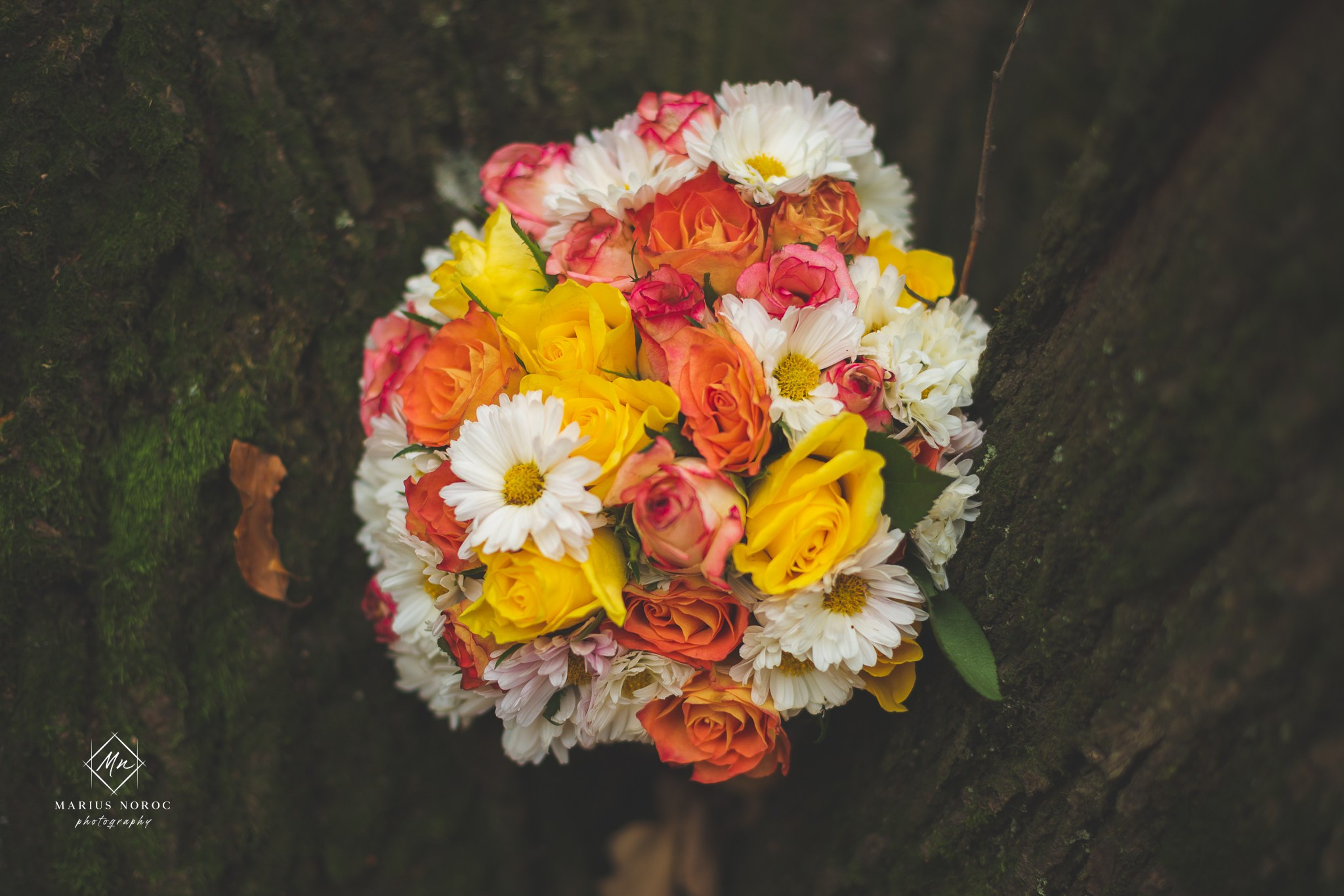 Oana & Daniel | Padurea Bucium Iasi