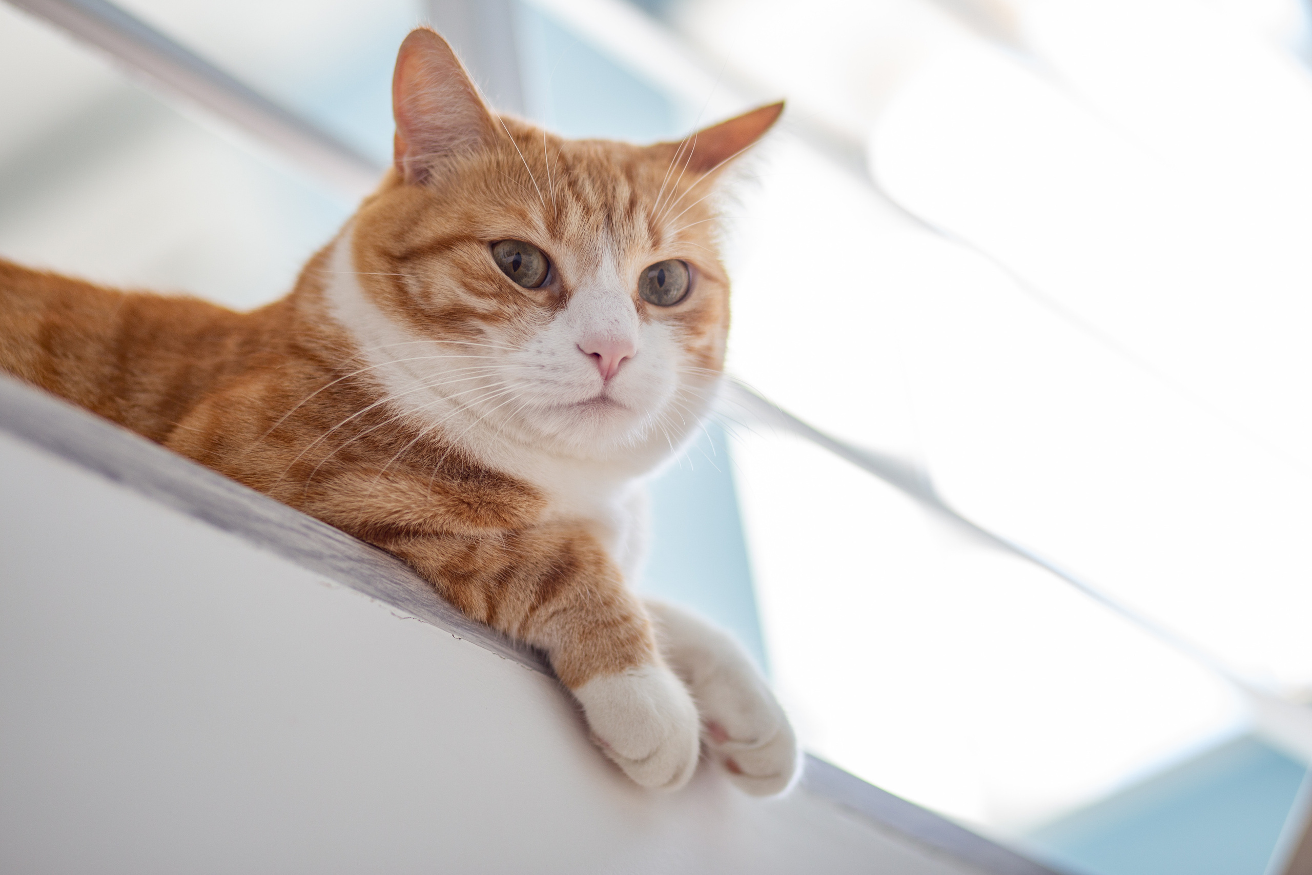 Vera’s home photo shoot. Portrait family photographer in Berlin Elena Zakh