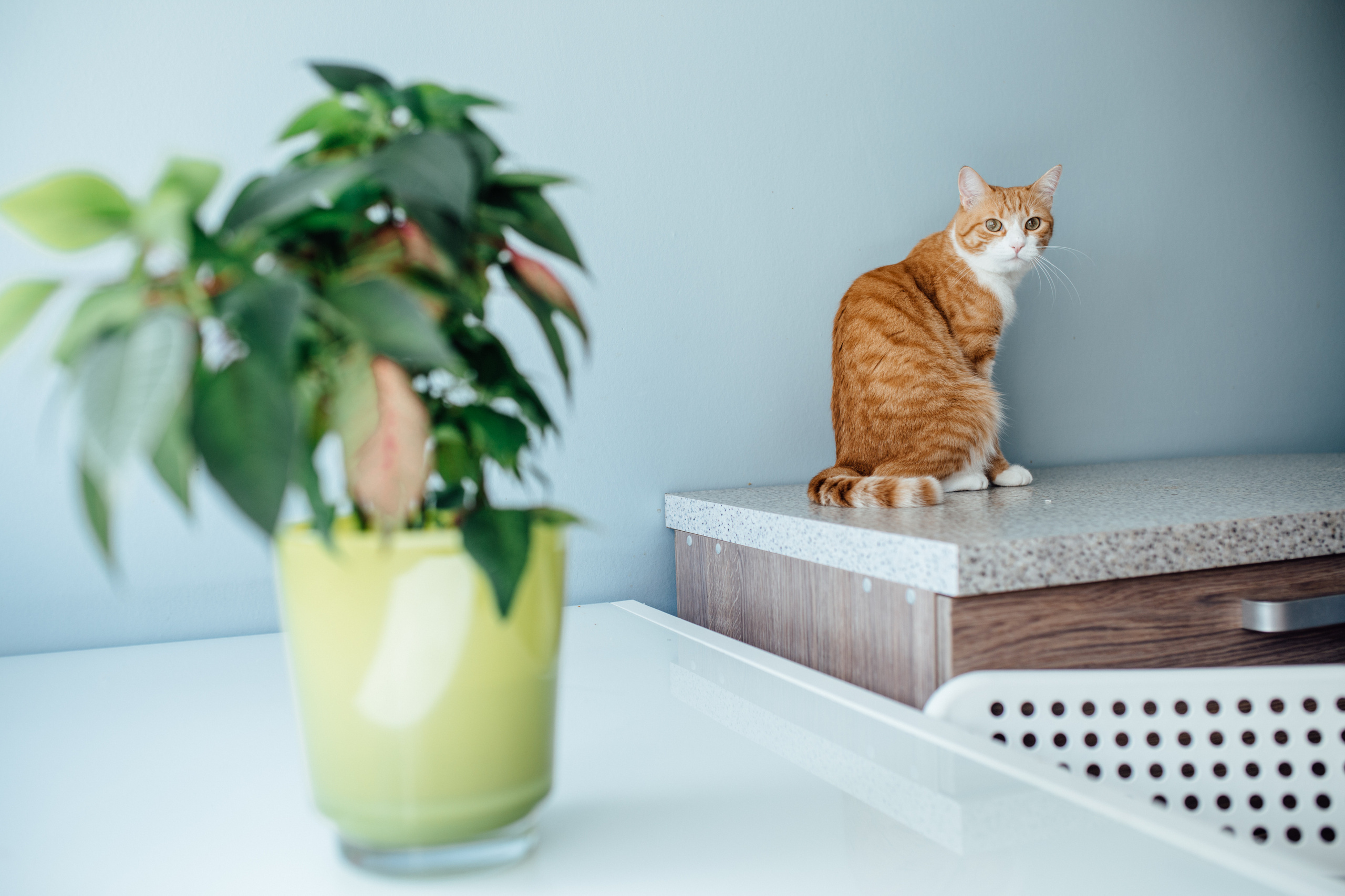 Vera’s home photo shoot. Portrait family photographer in Berlin Elena Zakh