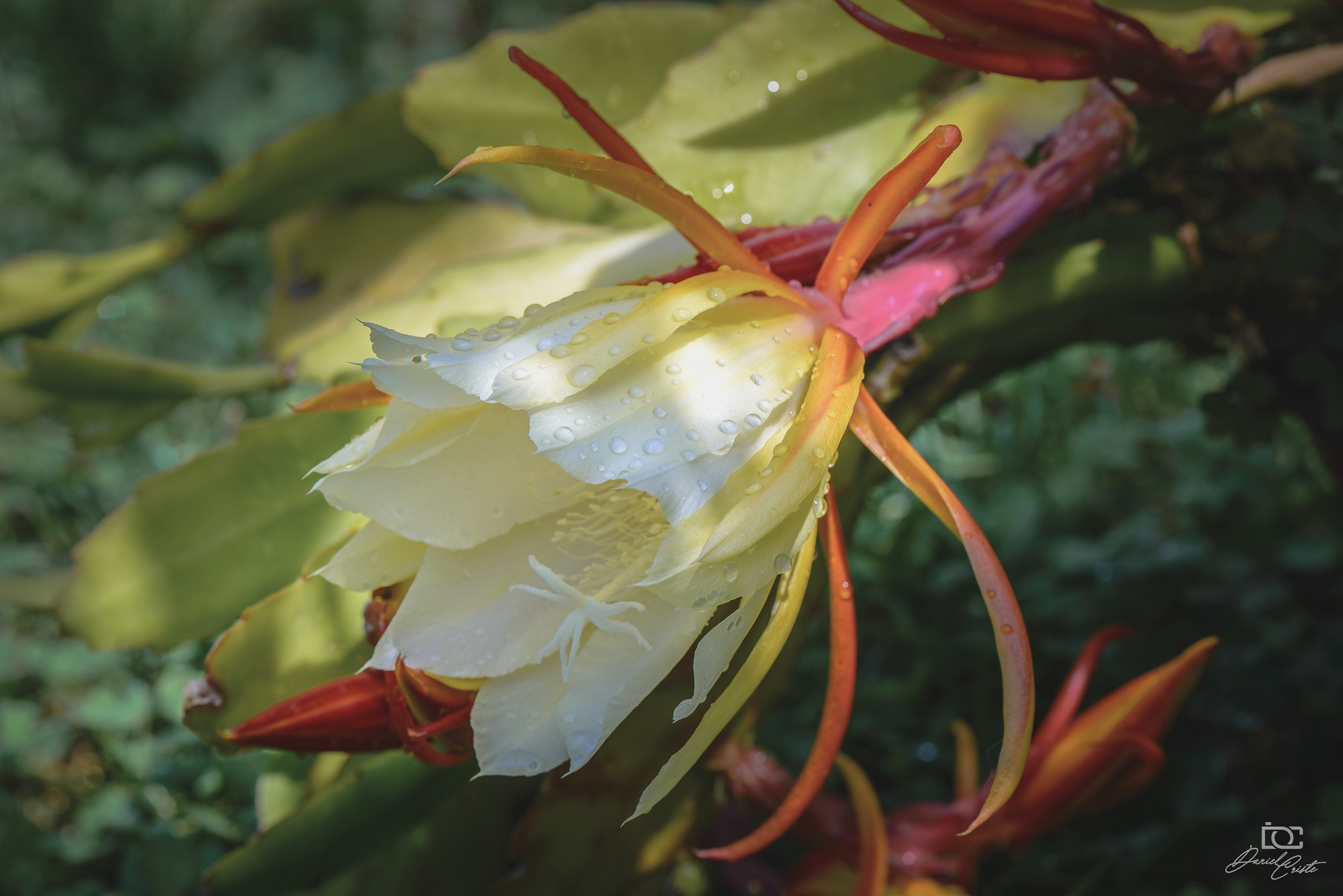 Peisaj /natura. Daniel Criste Fotograf