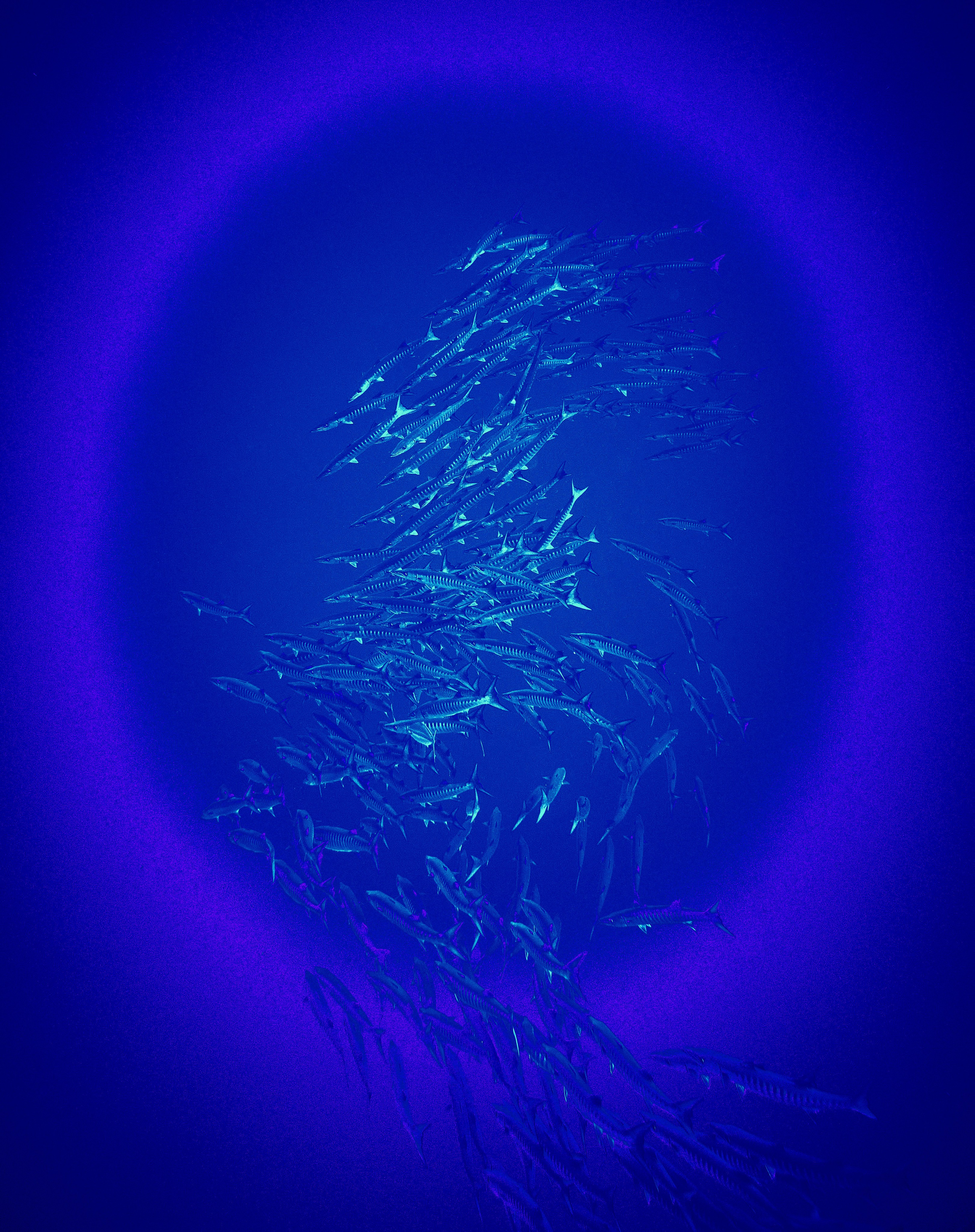 2023-11 - Diving Safari Deep South Egypt. Andriej Szypilow — Photography & Videography