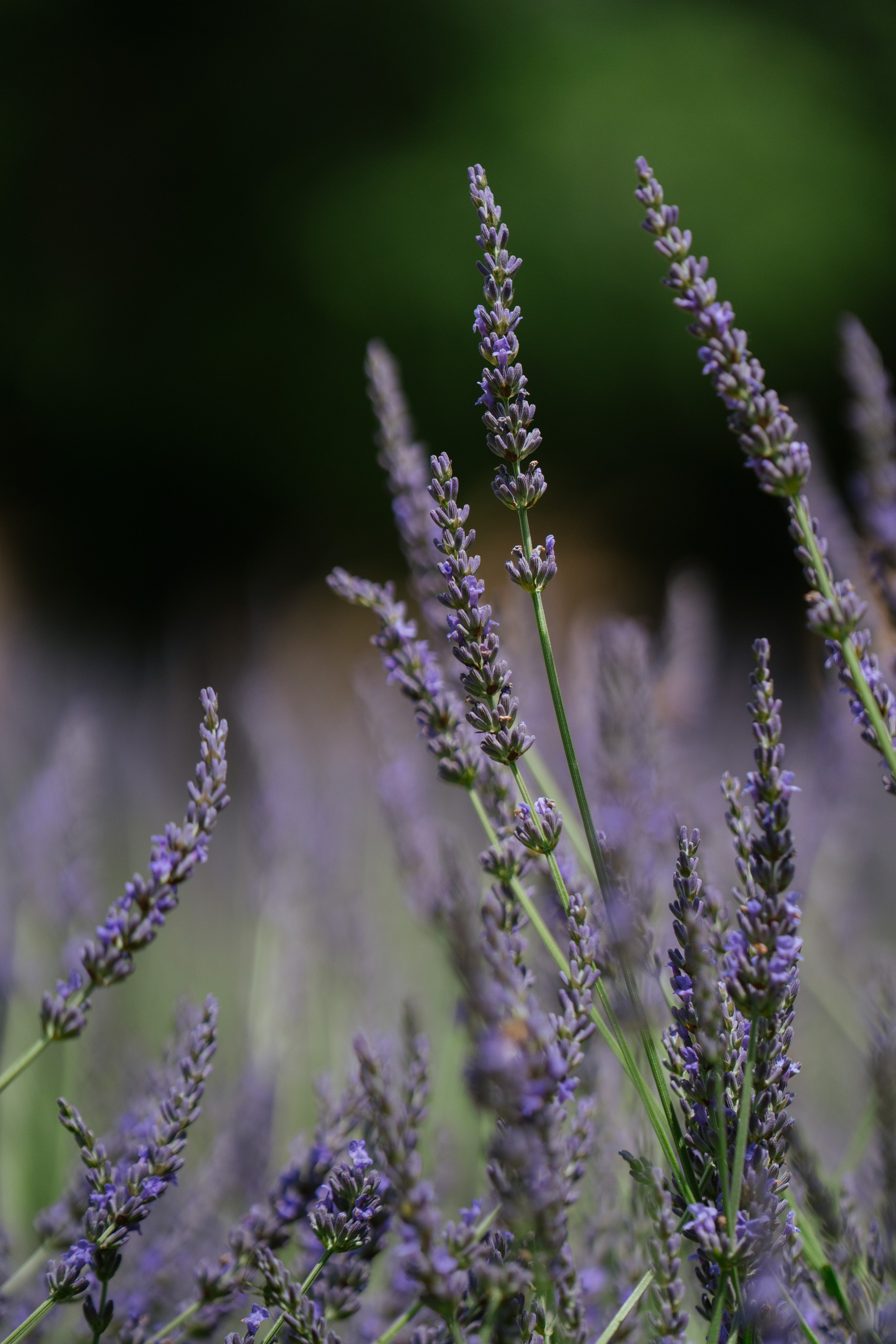 Luca & Sonia. Weddings, sports and events photographer in Senigallia
