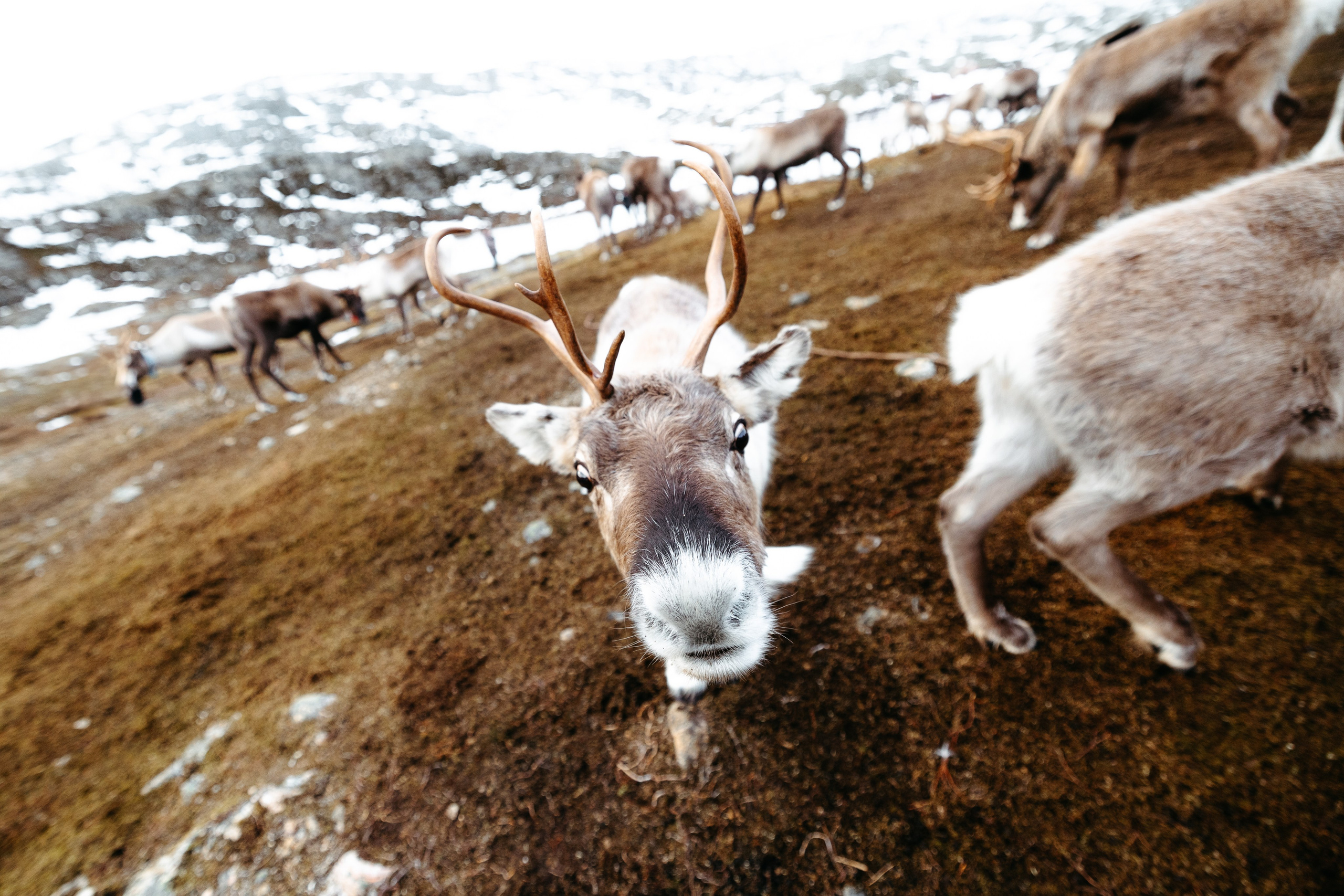 Tromso. Marius Ciocan