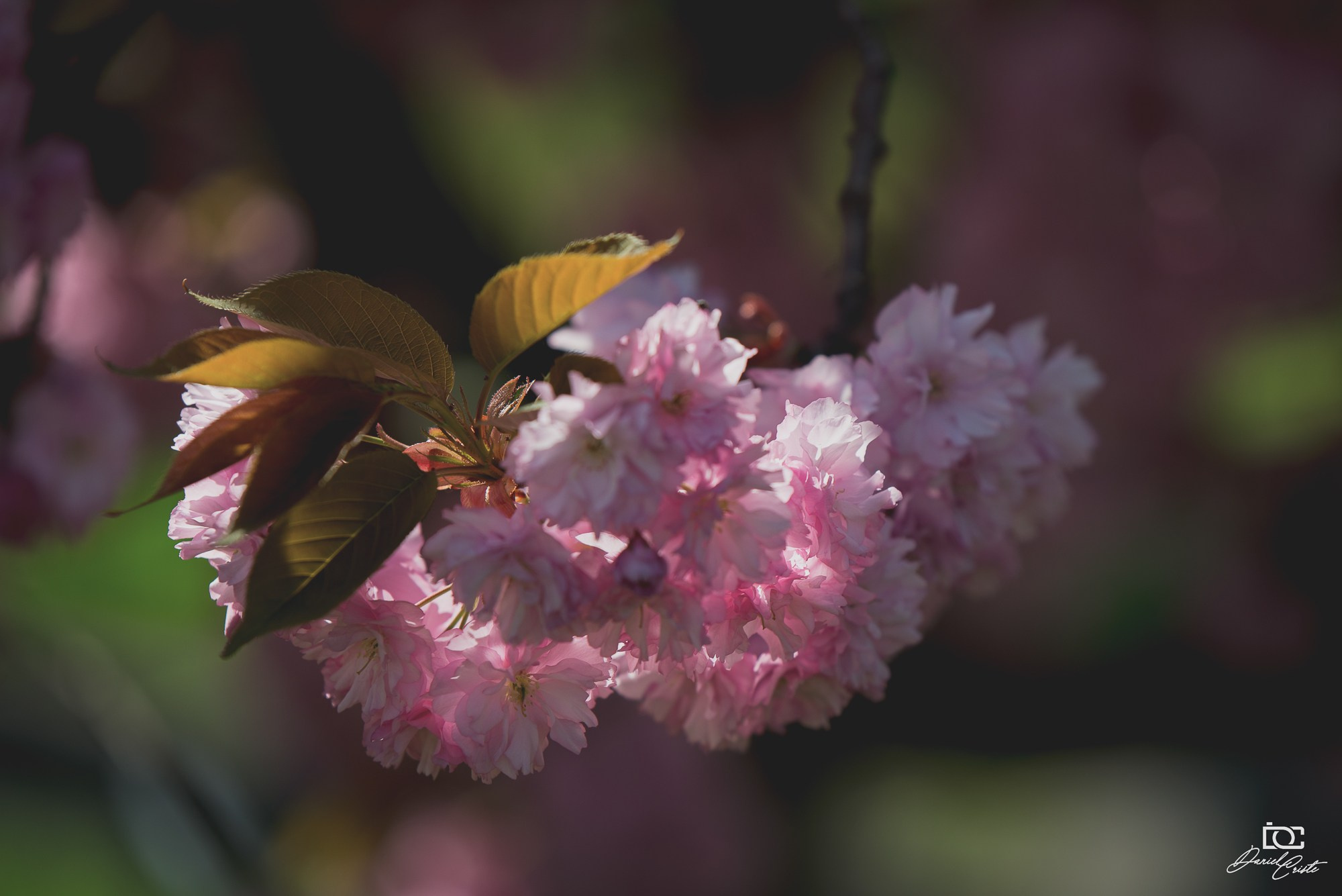 Peisaj /natura. Daniel Criste Fotograf