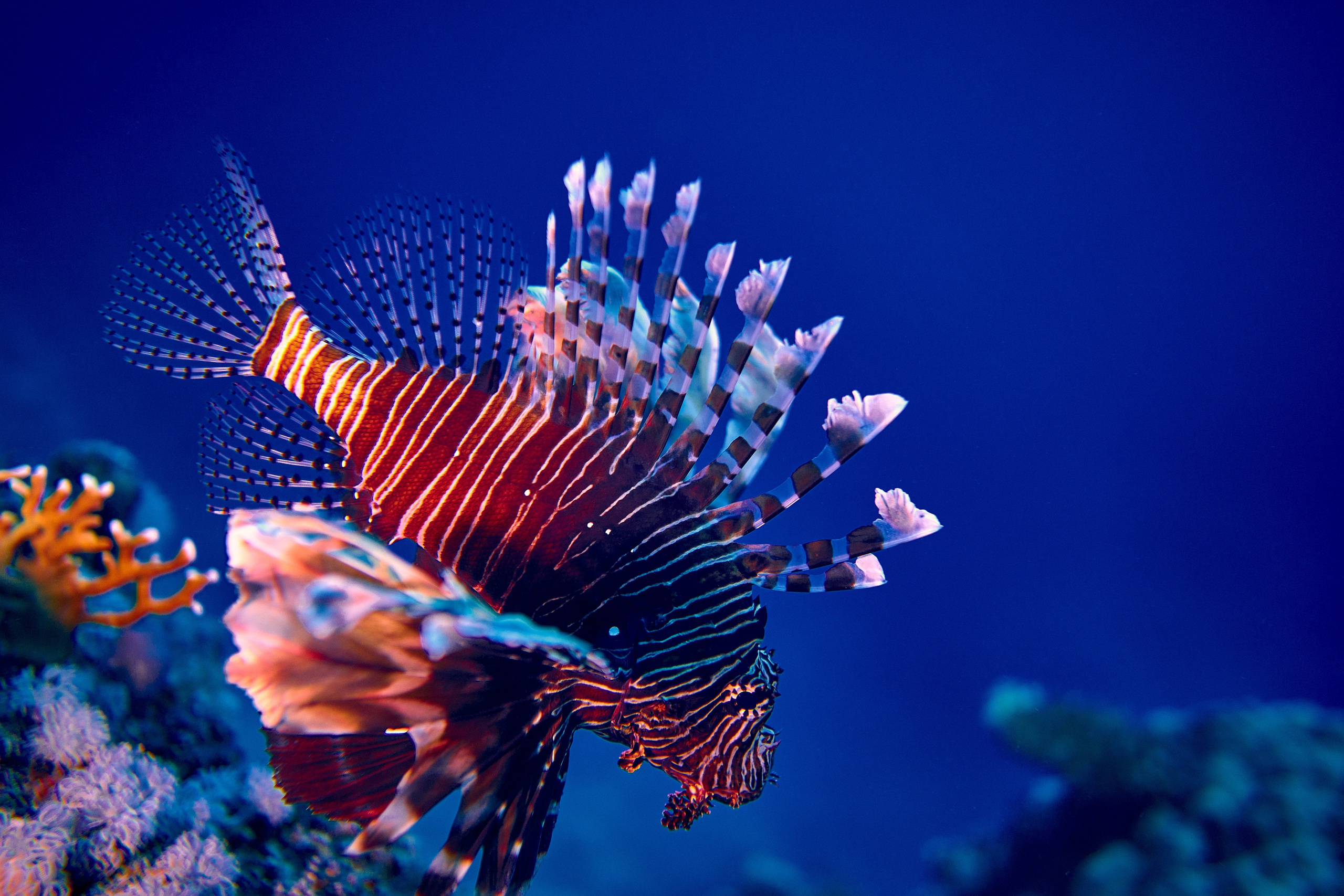 2023-11 - Diving Safari Deep South Egypt. Andriej Szypilow — Photography & Videography