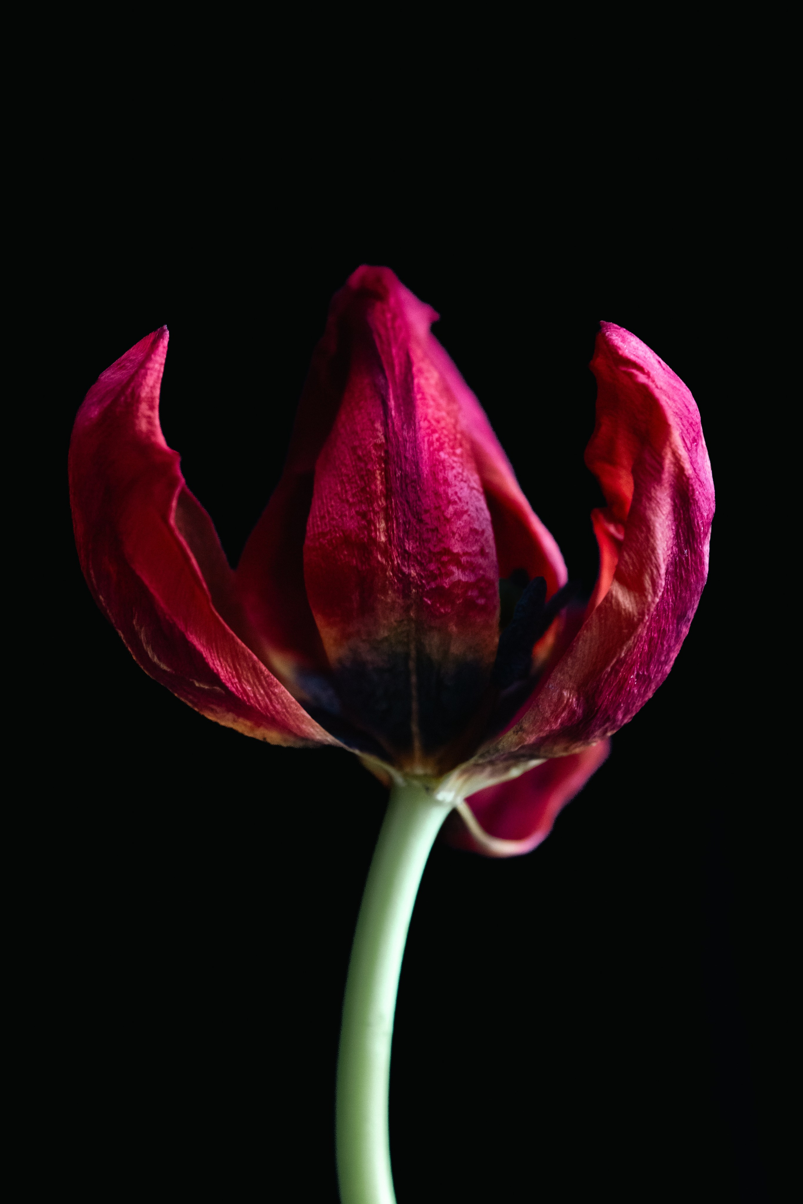 Flower photographs. Look Around You