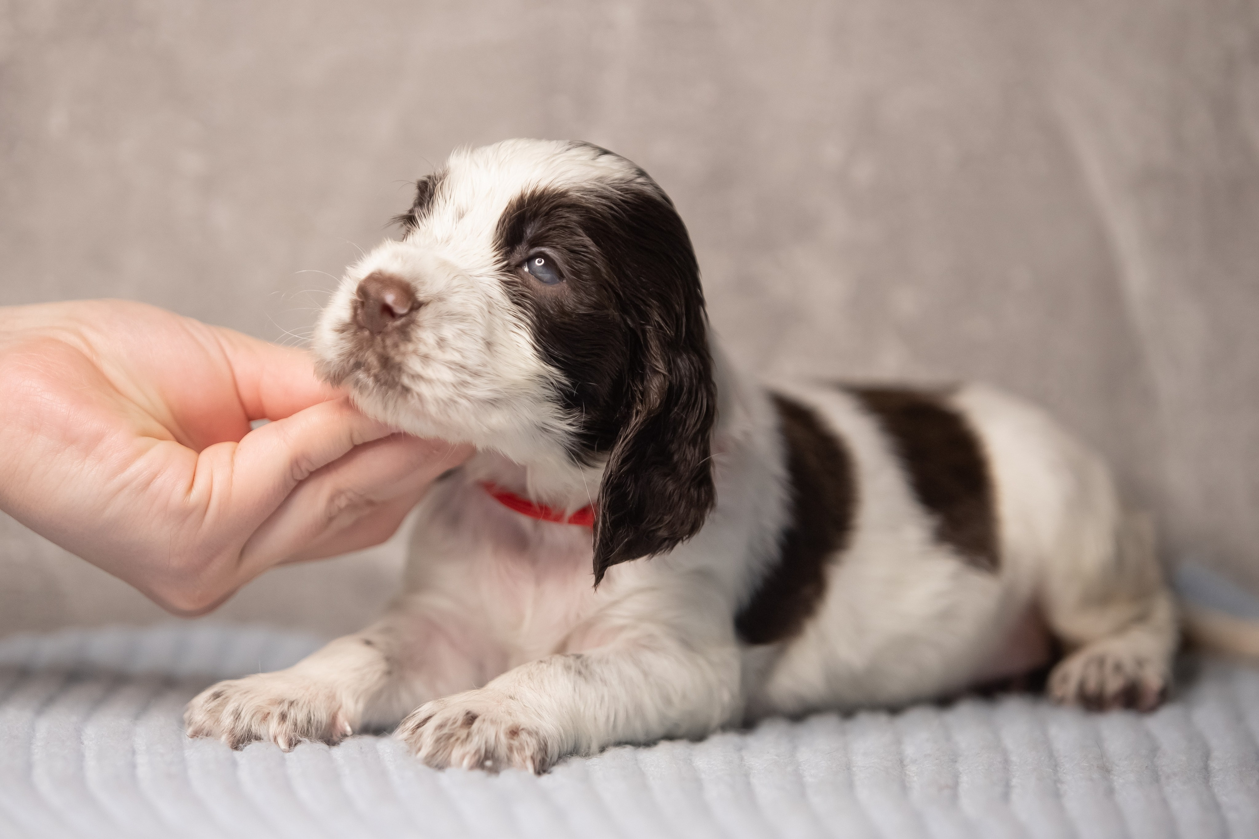 Female — Red collar ❤️. Website of the titled stud dog of the Springer Spaniel breed