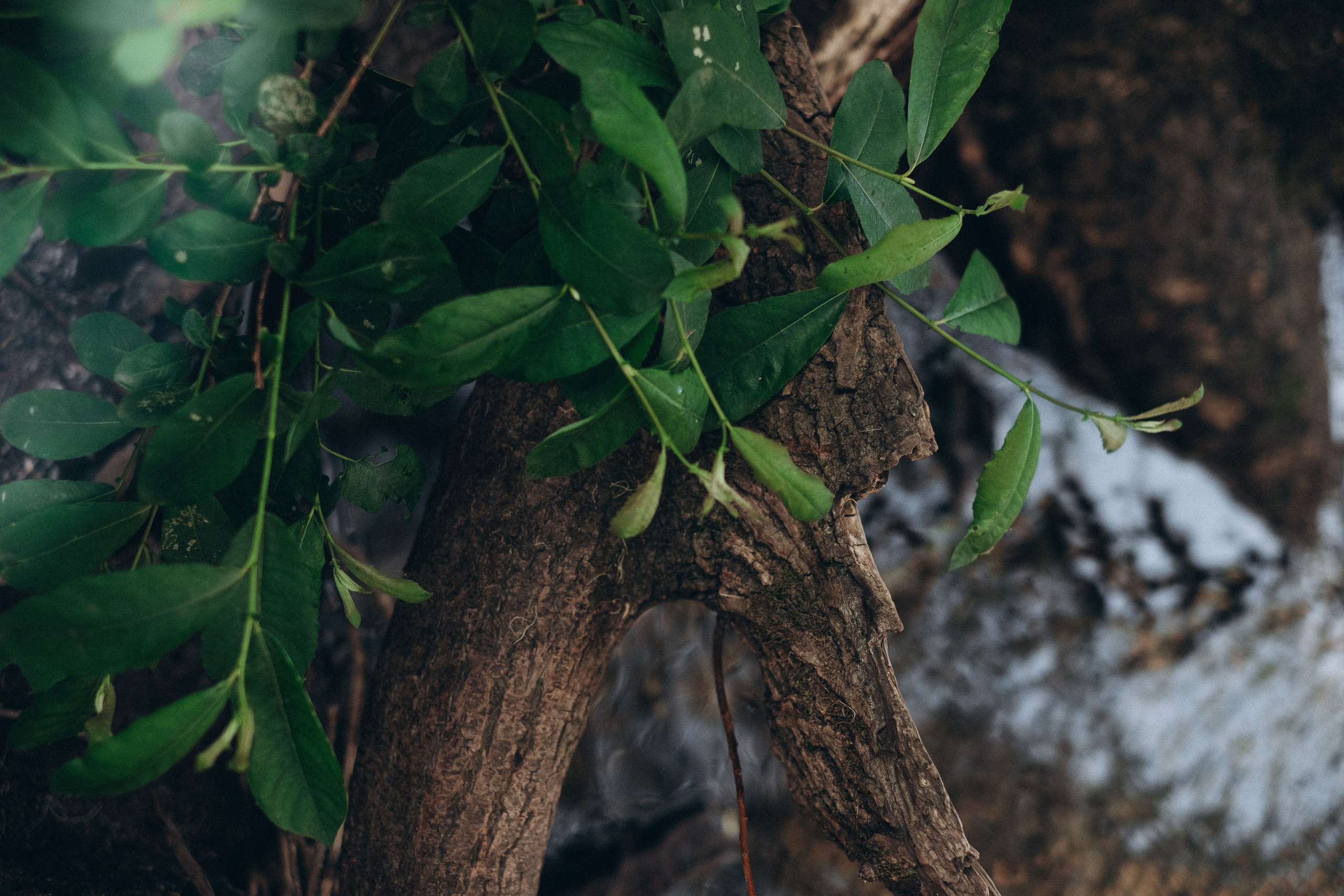 Maternity Photoshoot in Portugal — Artistic Pregnancy Session