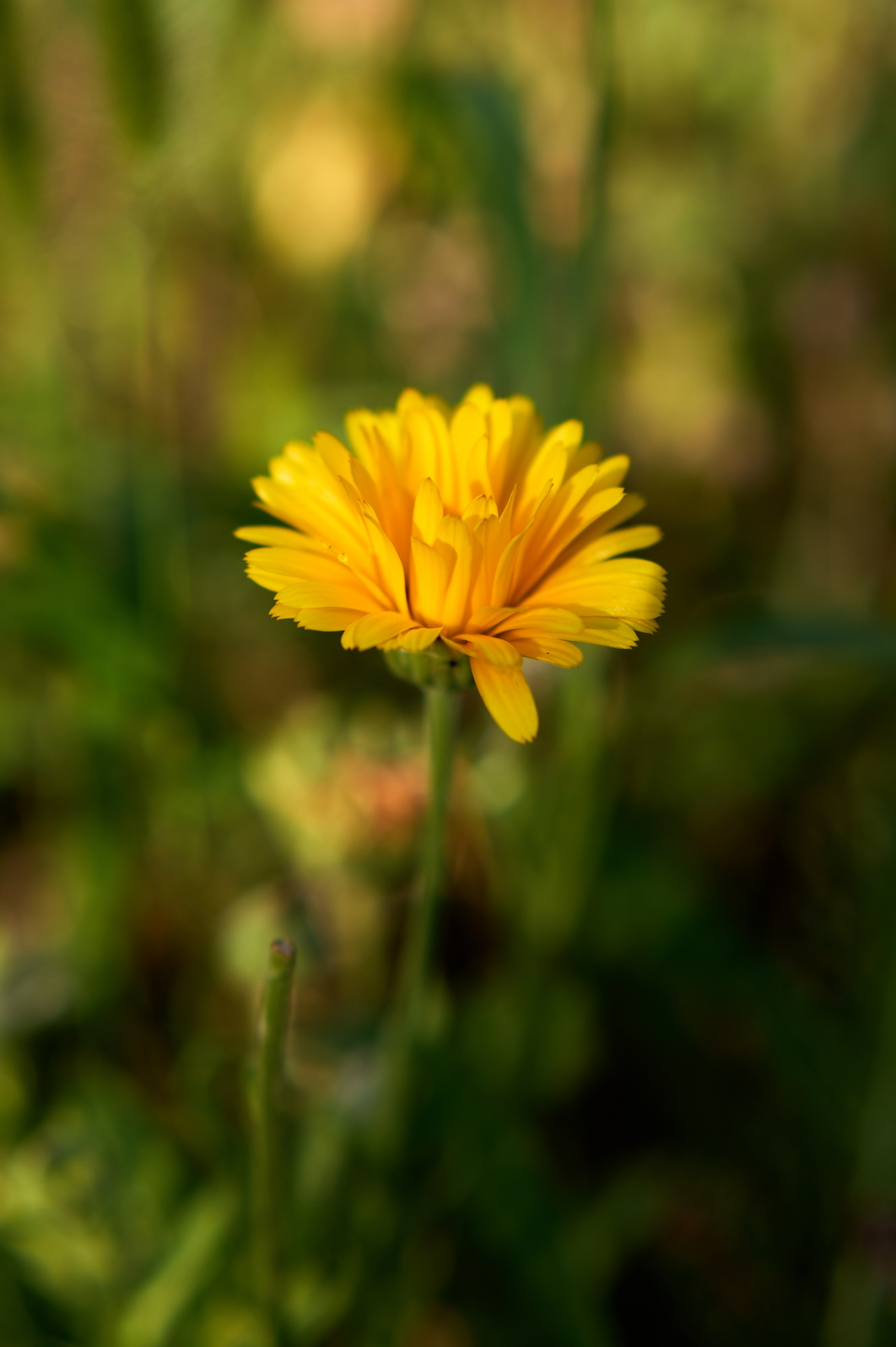 Природа. Photographer Нелли Биева